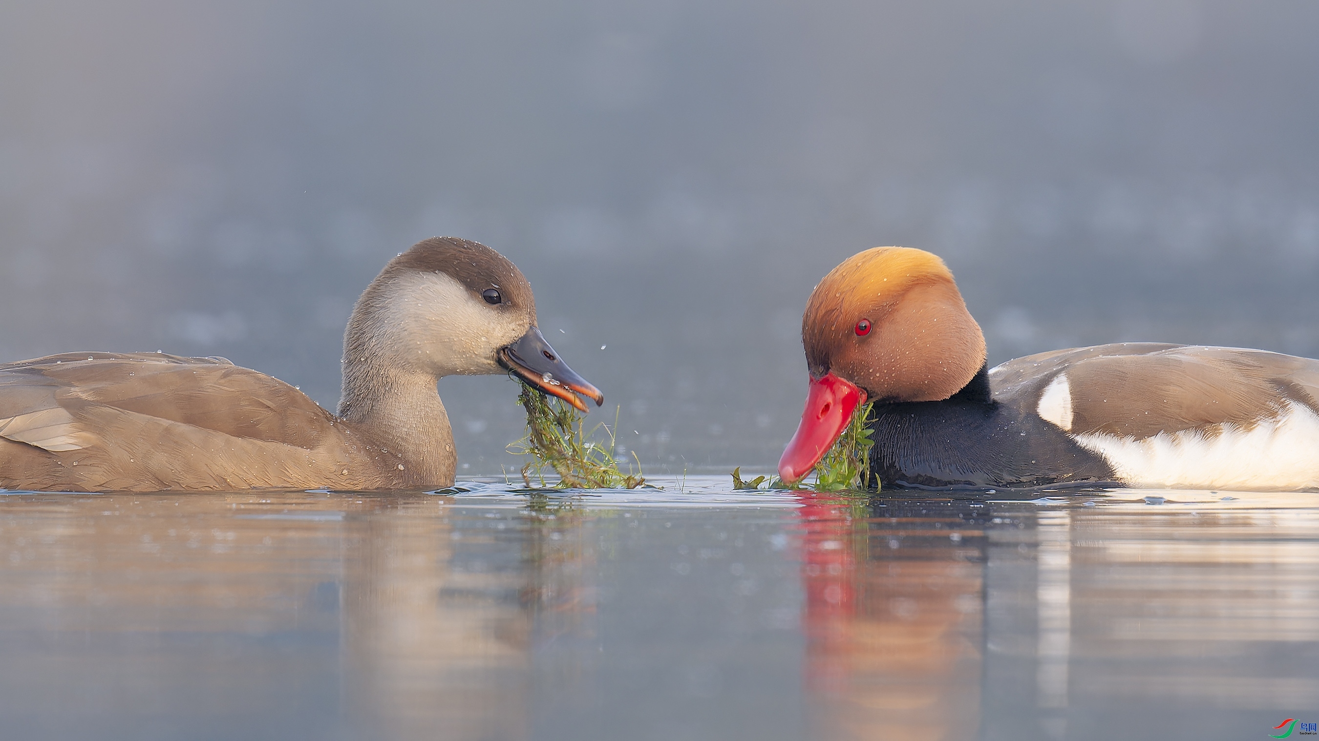 1.5������ʦ��Ʒ   ��ʳ ��ף���ٻ���Ӱʦ������.jpg