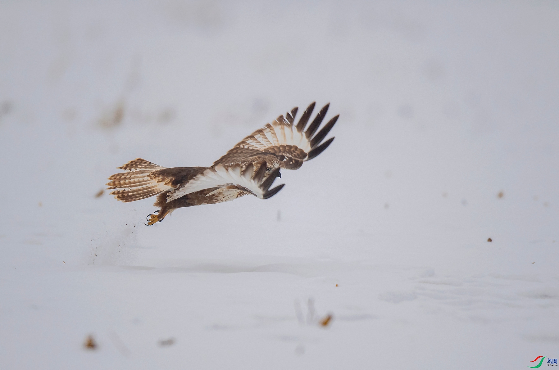 DSC_6753 - ����_����.jpg