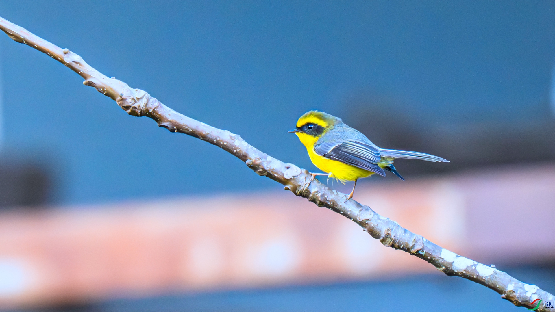 DSC_2923 ����_����.jpg