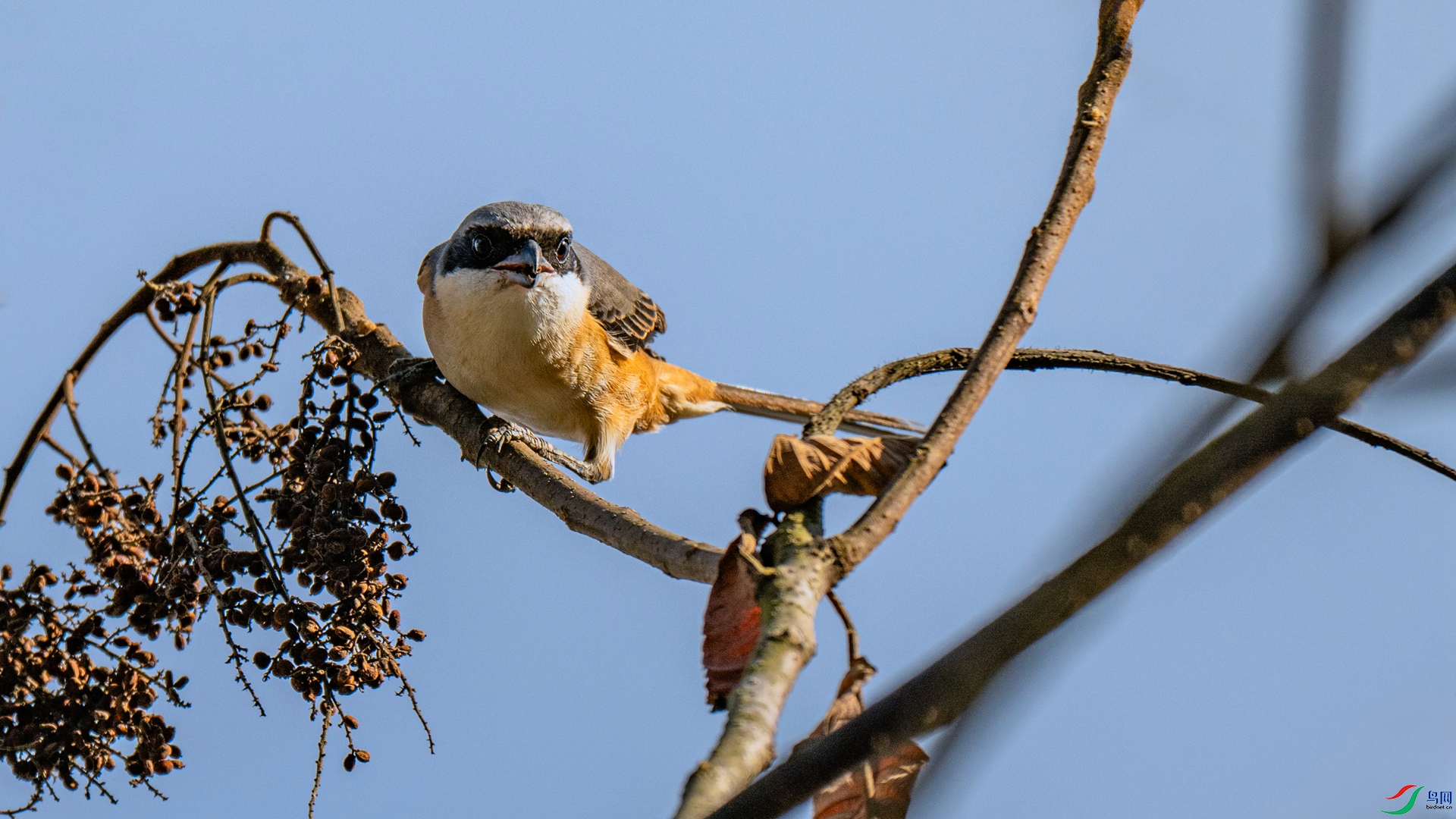 DSC_2571 ����_����.jpg