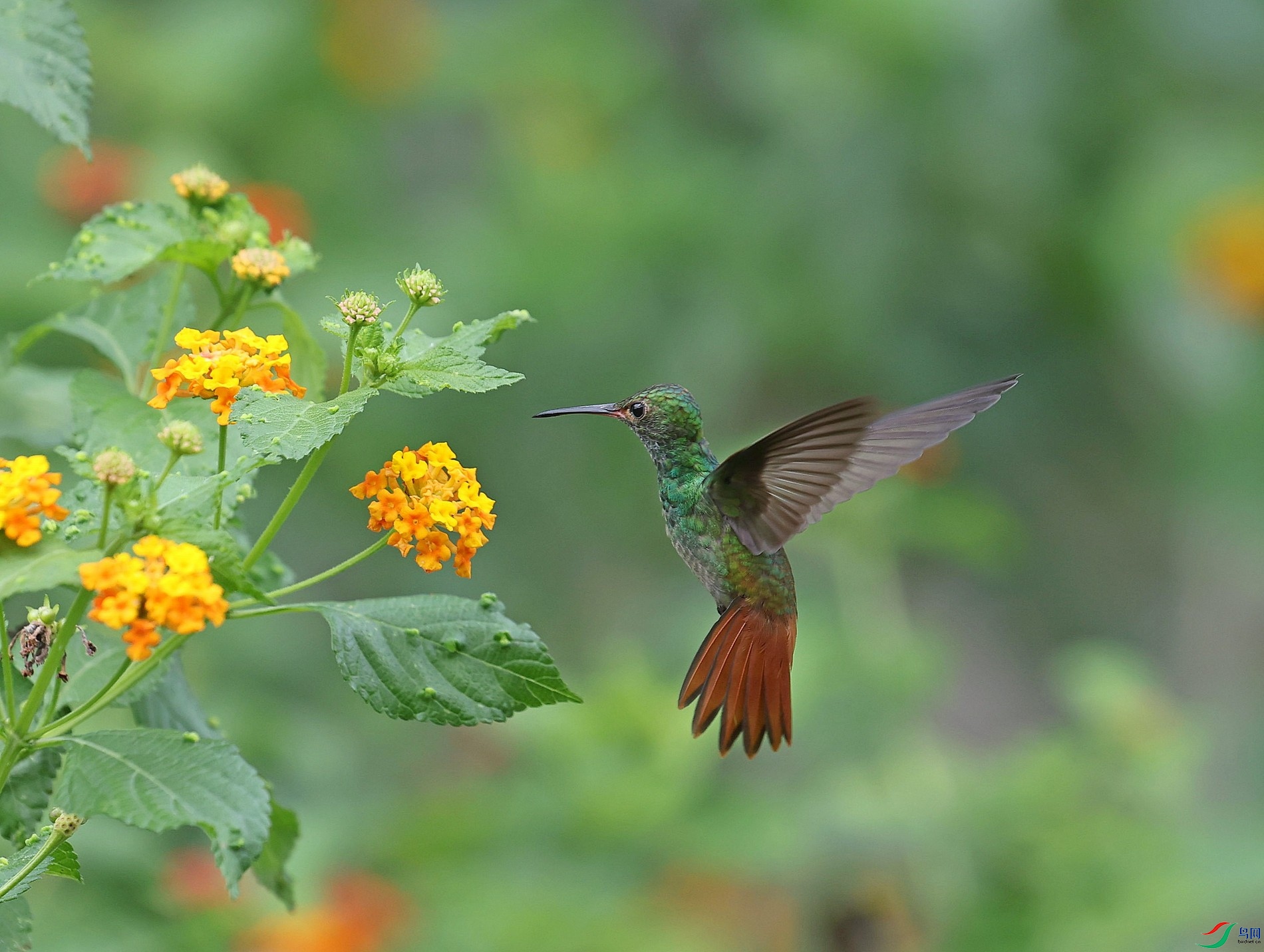 016A1112��β����rufous-tailed hummingbird.jpg