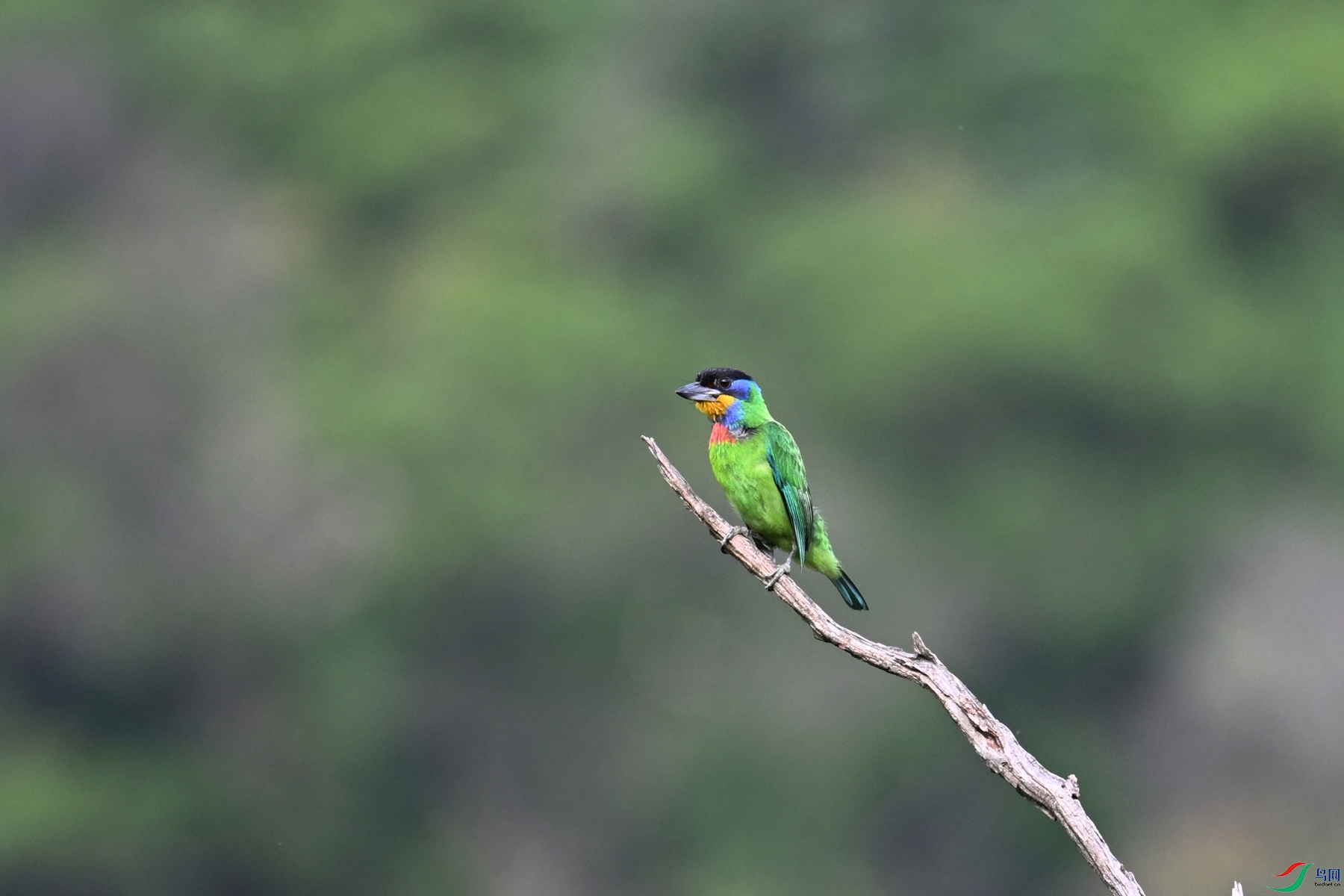 DSC_0333.JPG