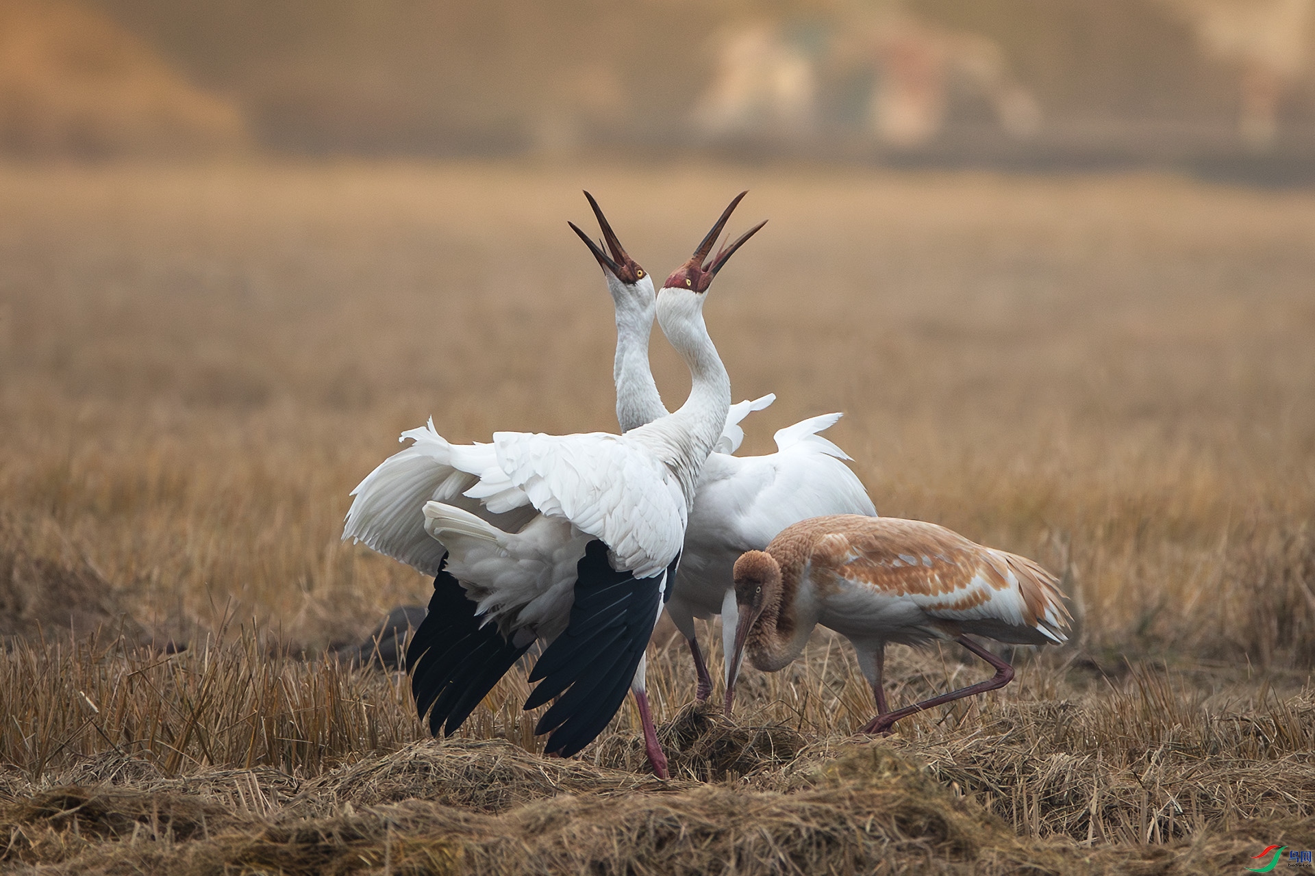 AS4I1306 ����.jpg