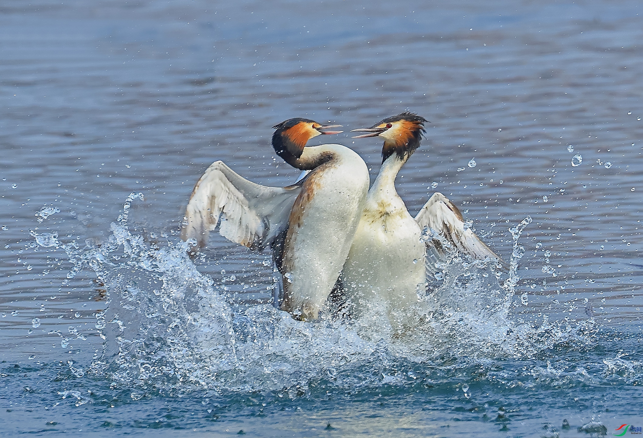 L10A1168 ����.jpg