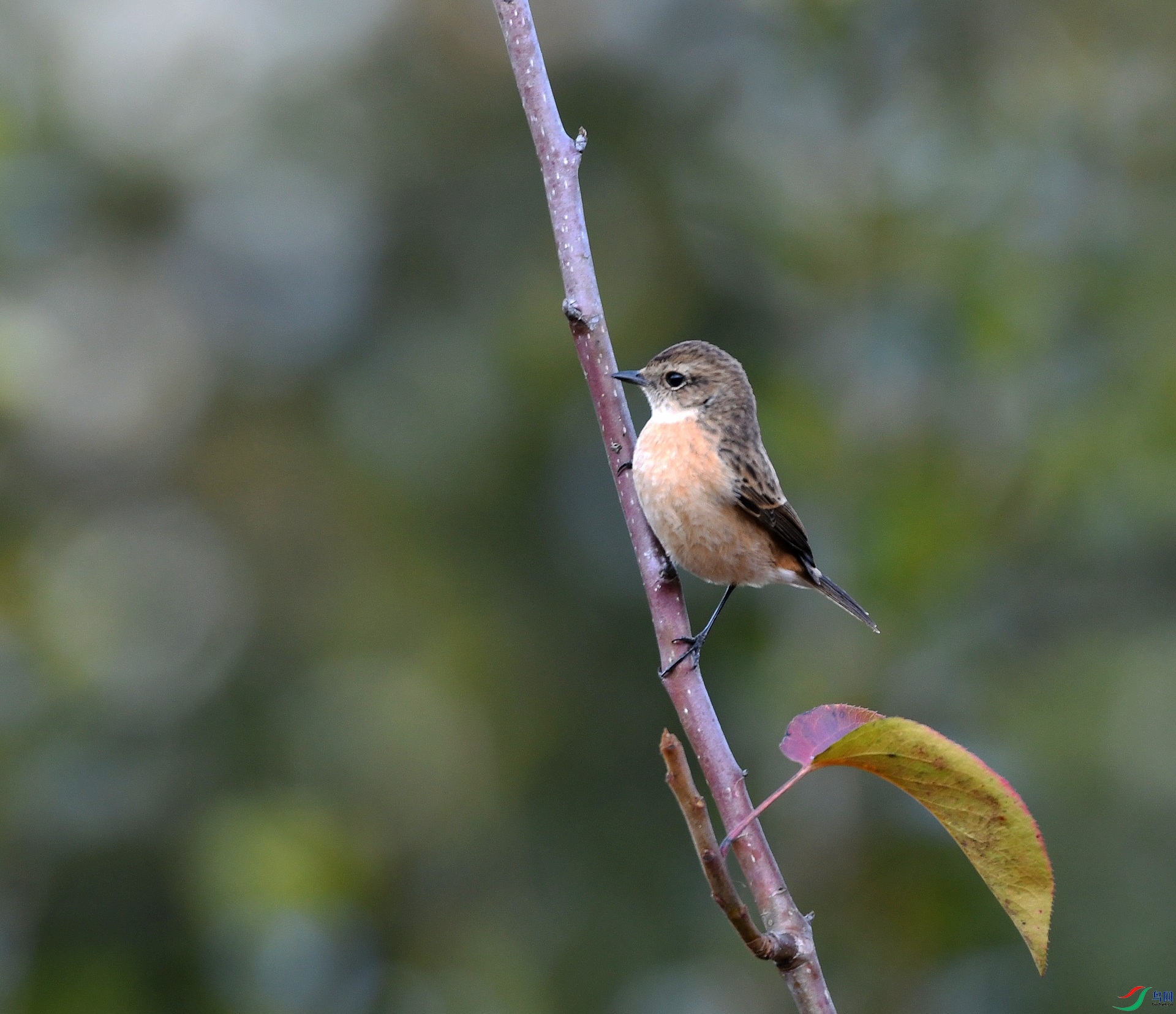DSC_5226.jpg