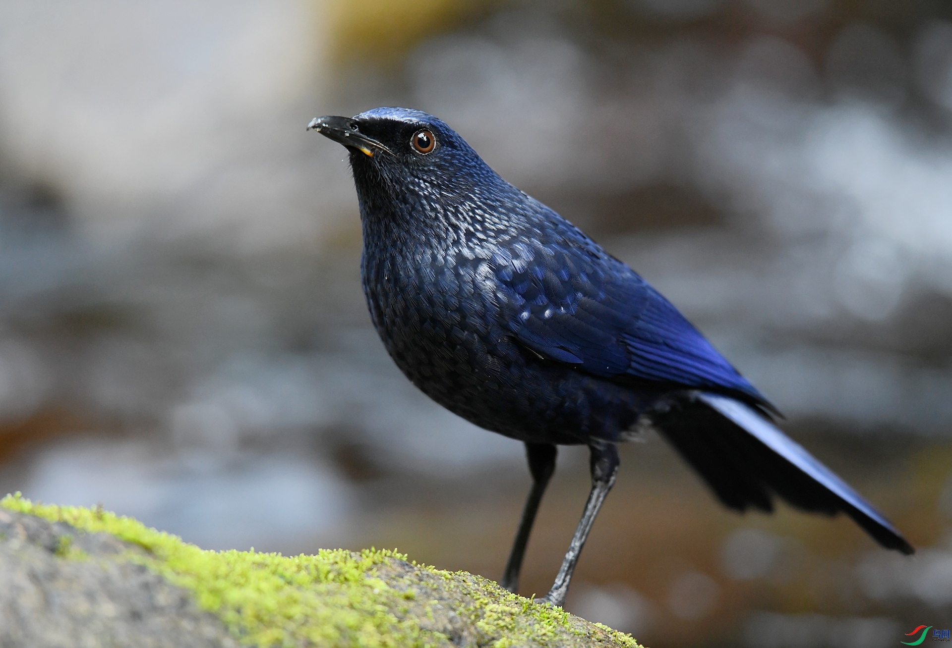 DSC_2726.jpg