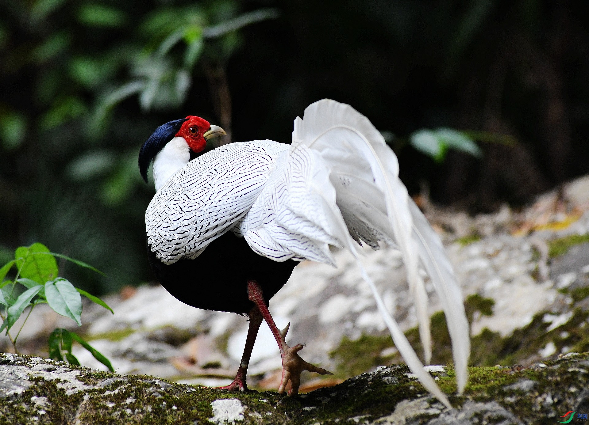DSC_7517.jpg