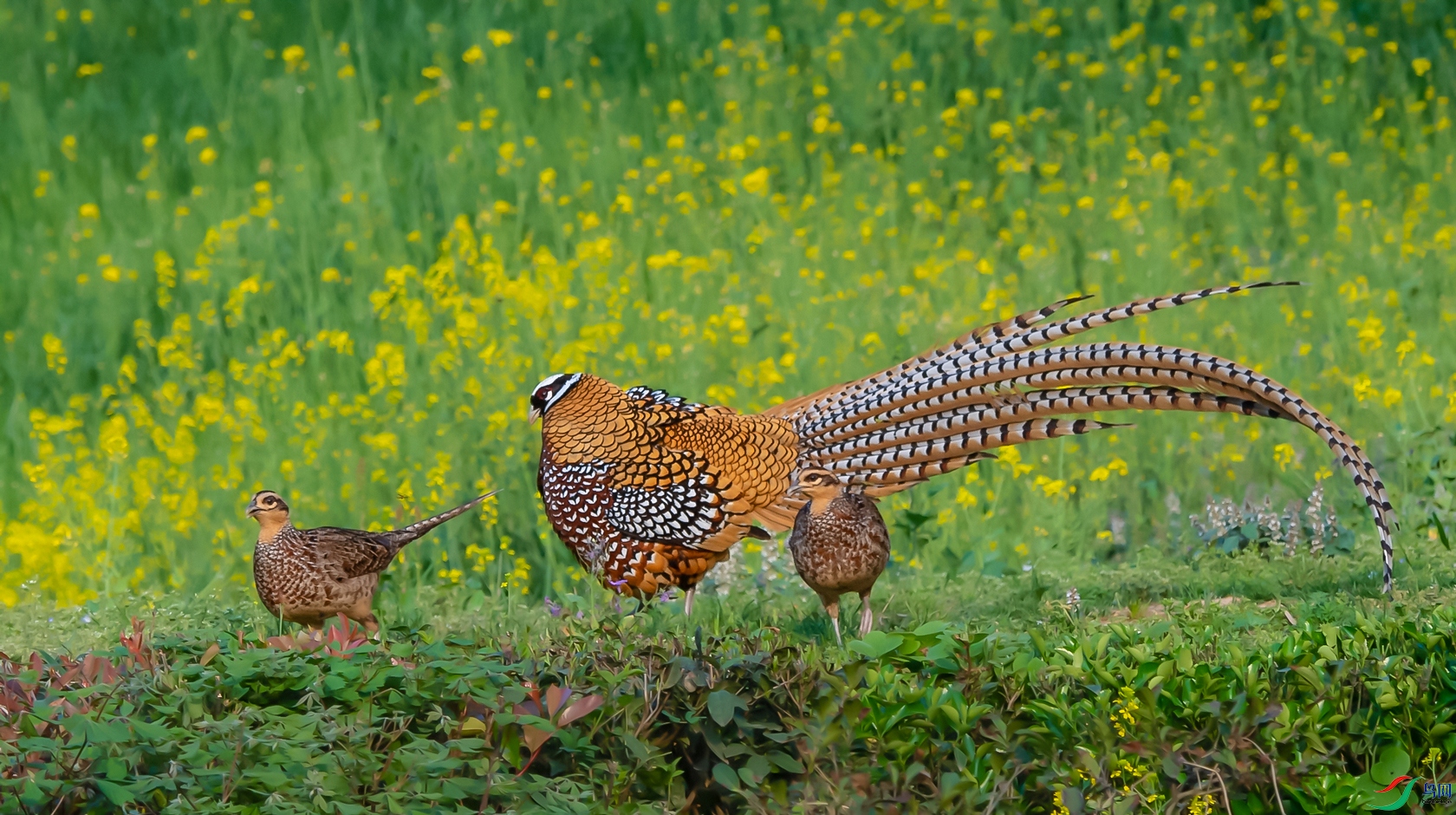 DSC_�׹ڳ�β�� - ����.jpg