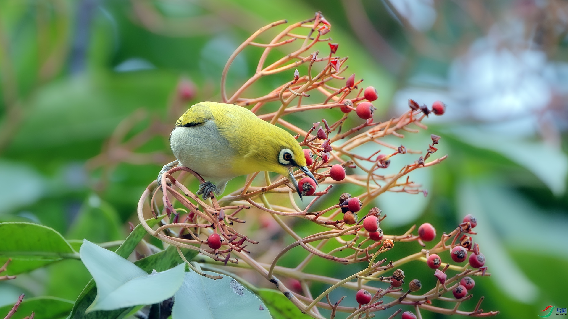 DSC_8064-����ǿ-NR ����.jpg