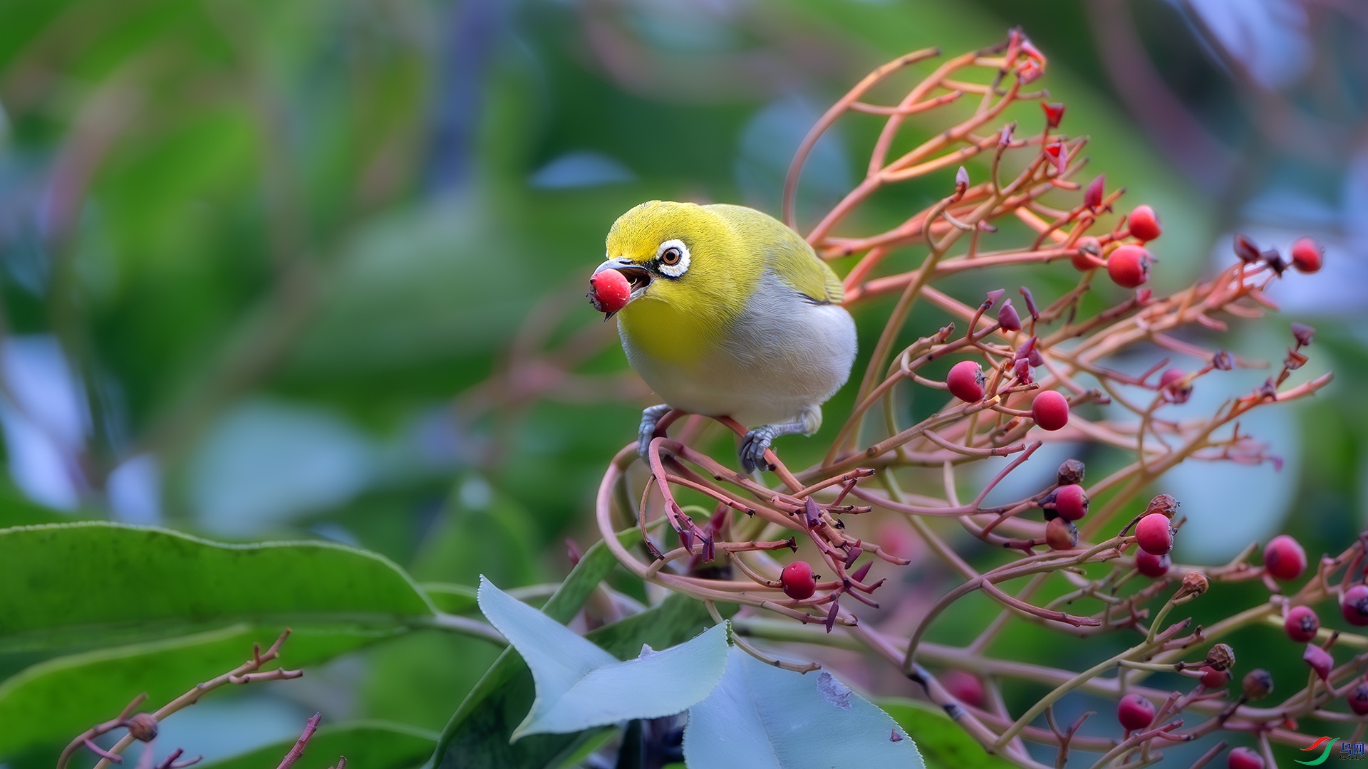 DSC_8078-����ǿ-NR ����.jpg