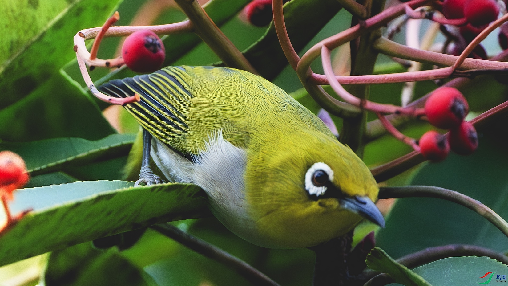 DSC_8097-����ǿ-NR ����.jpg