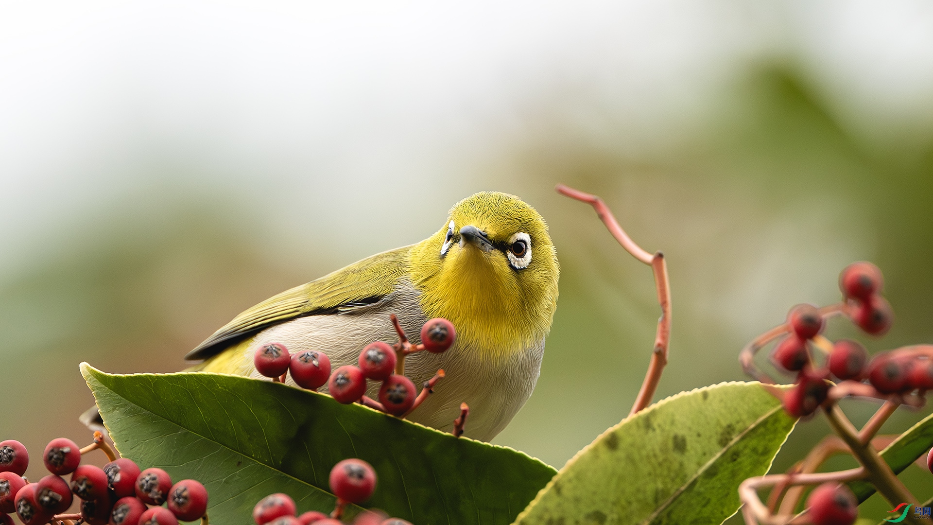 DSC_8127-����ǿ-NR ����.jpg