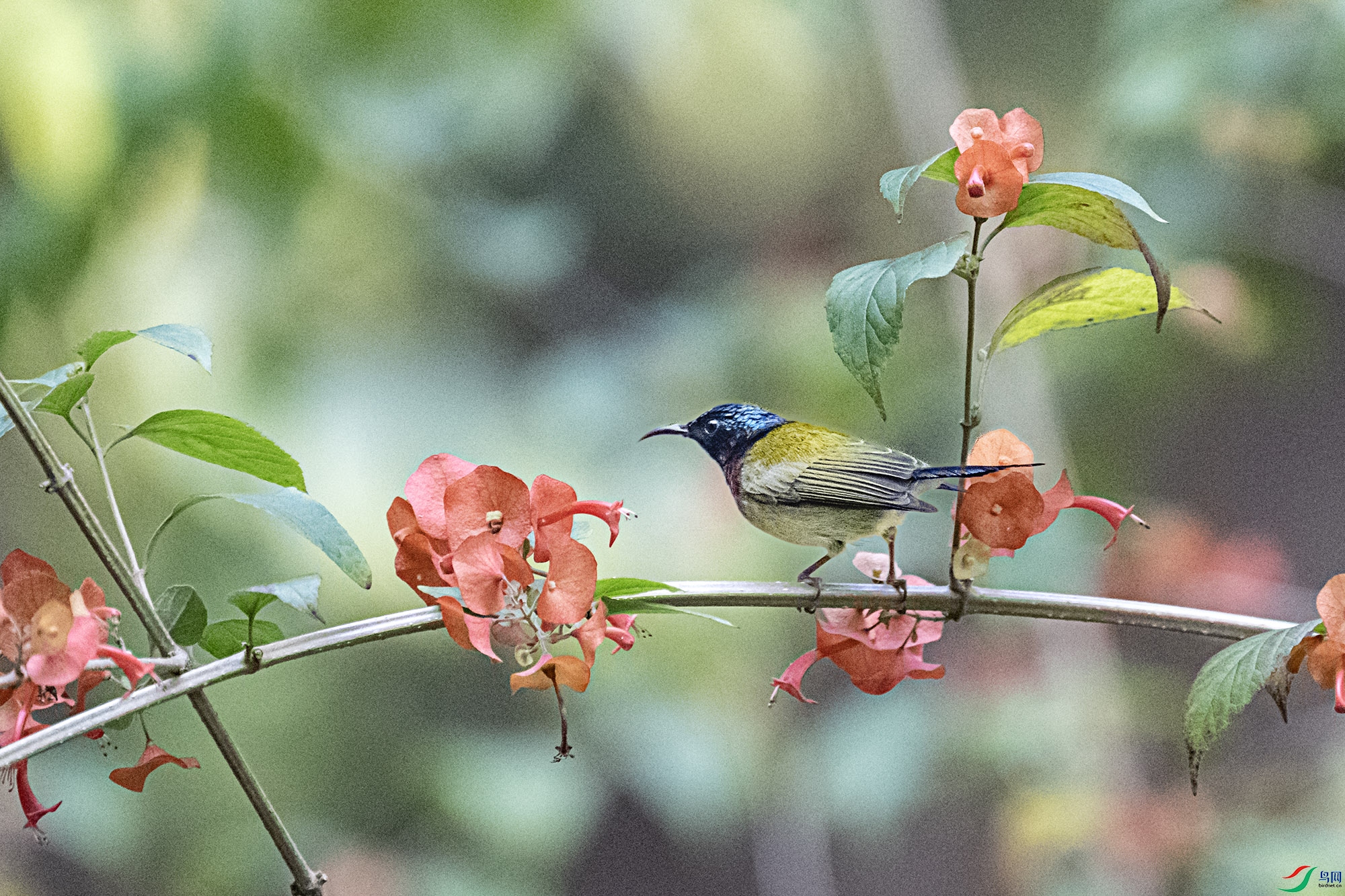 DSC_4596.jpg