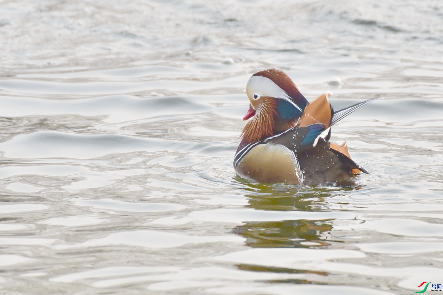 DSC_7274.JPG