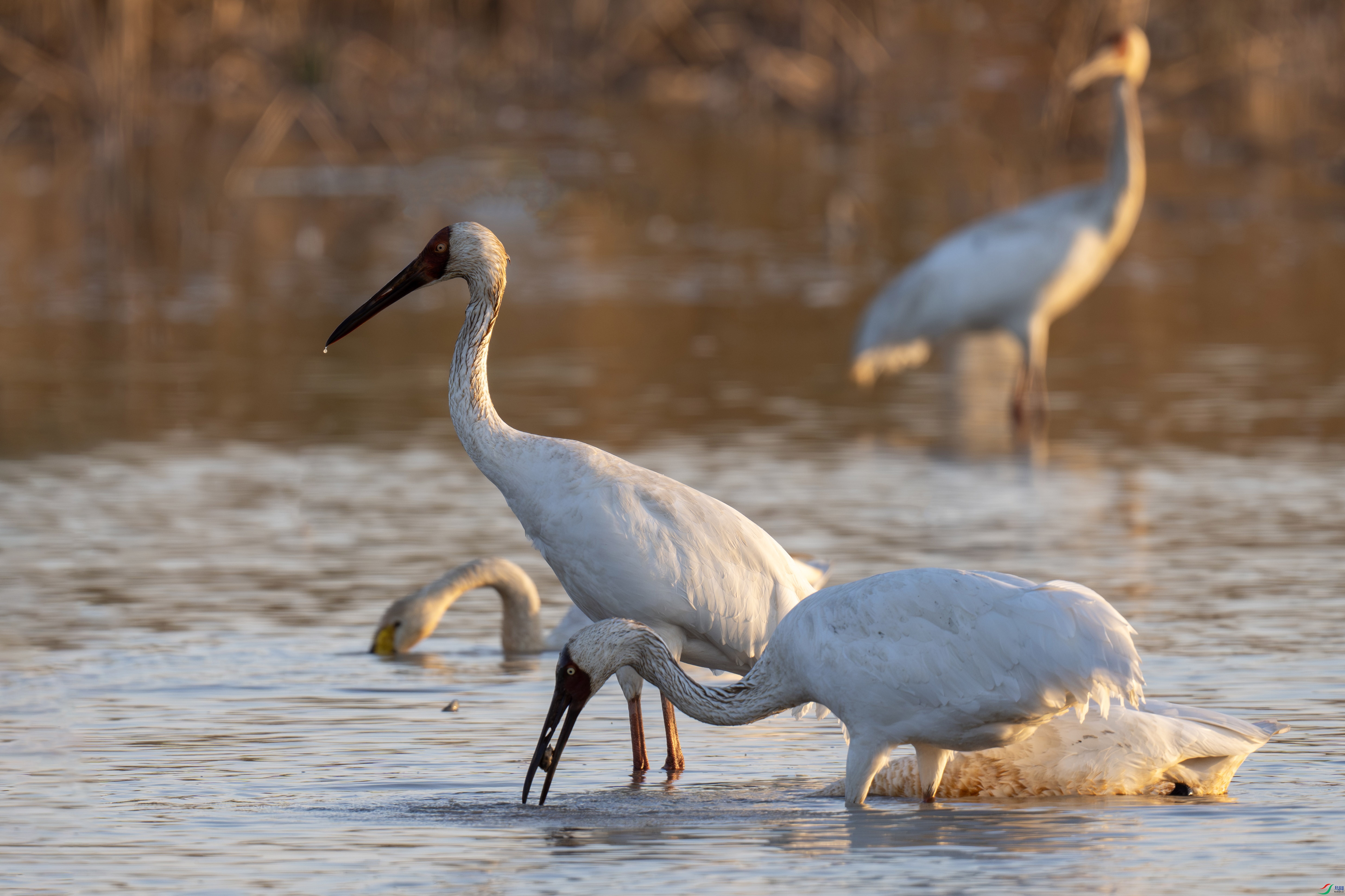 DSC_5214 ����.jpg