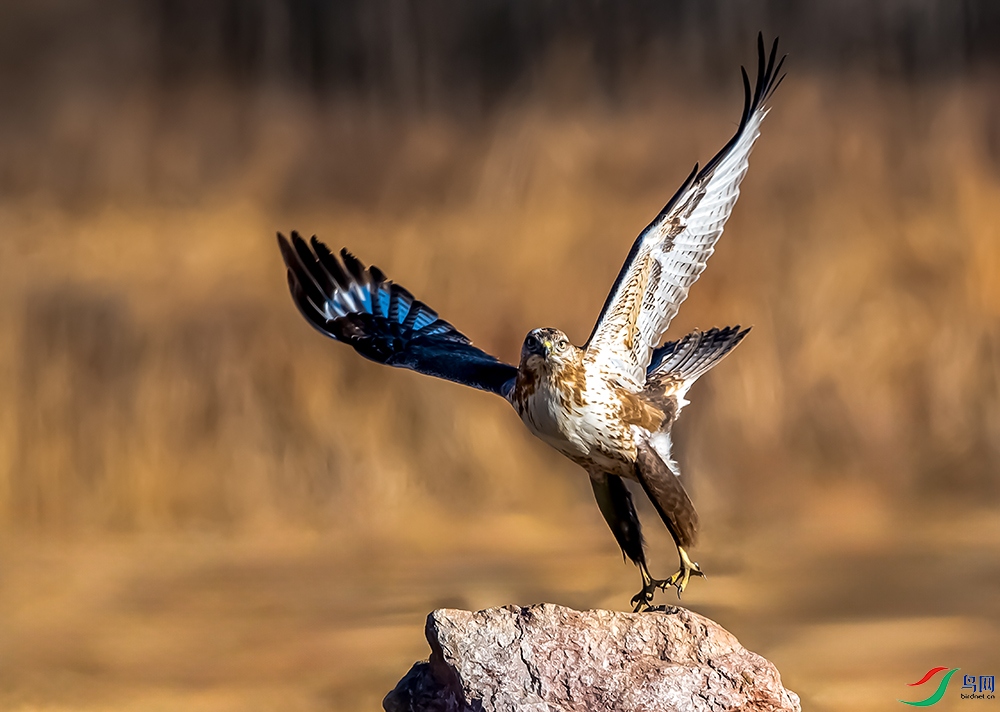 չ������