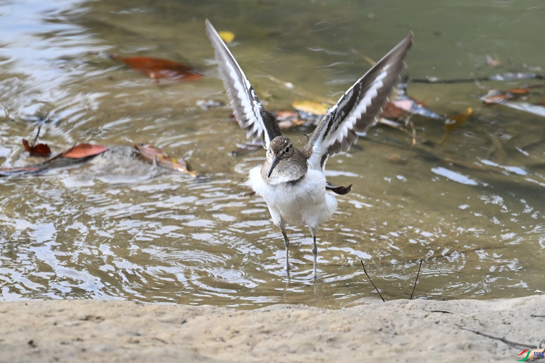 DSC_7784.JPG