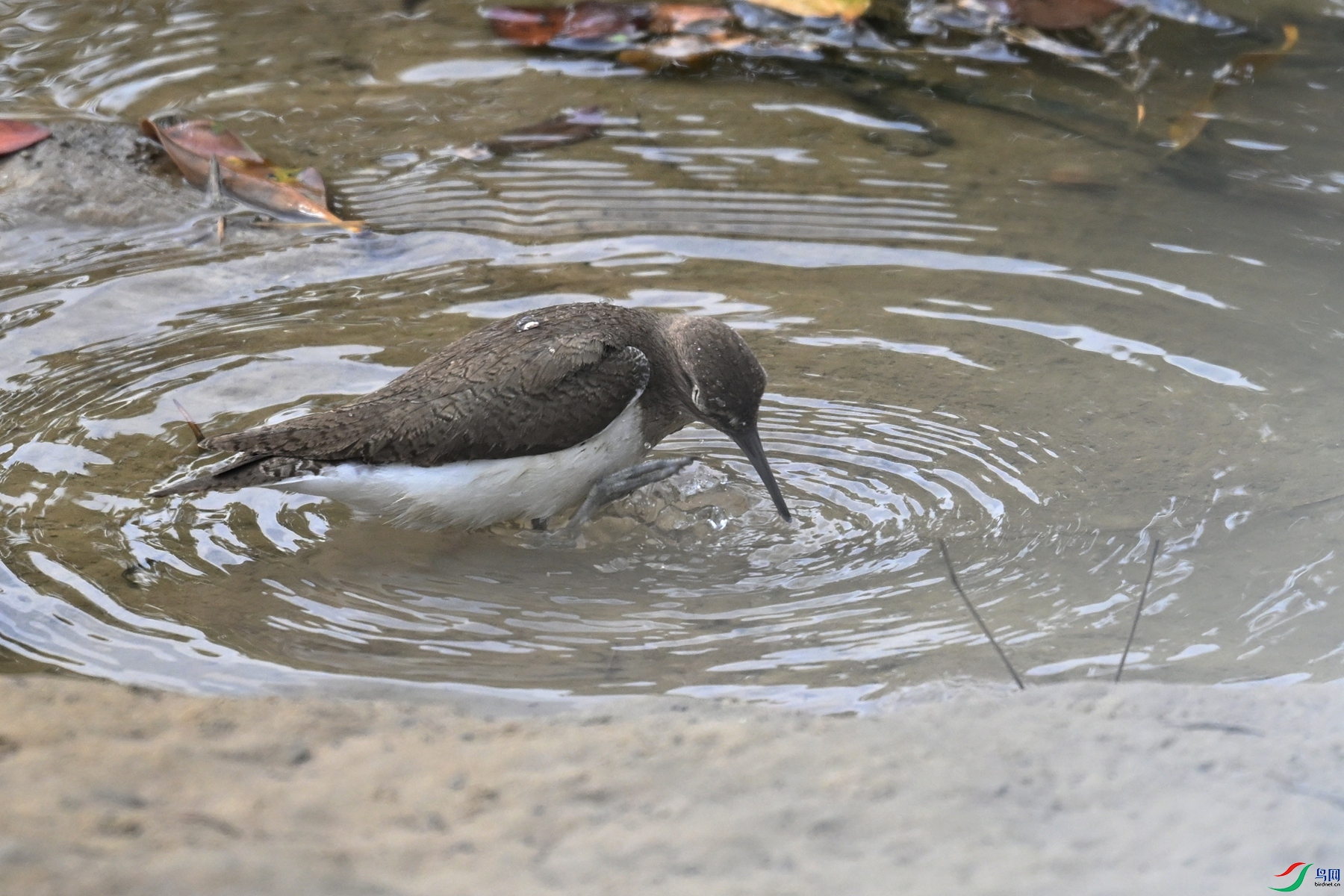DSC_7776.JPG