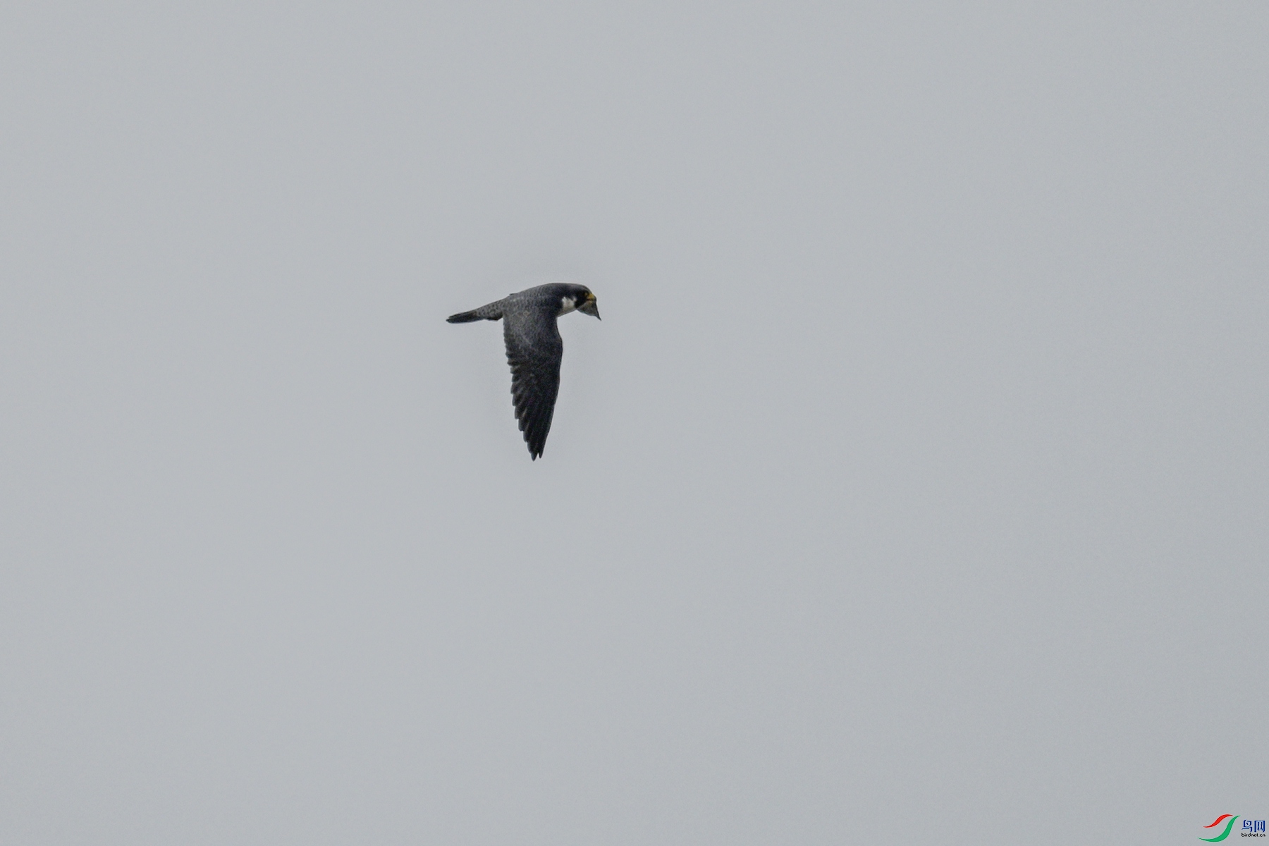 DSC_7790.JPG