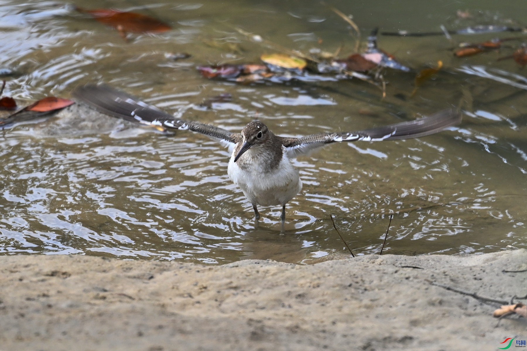 DSC_7782.JPG