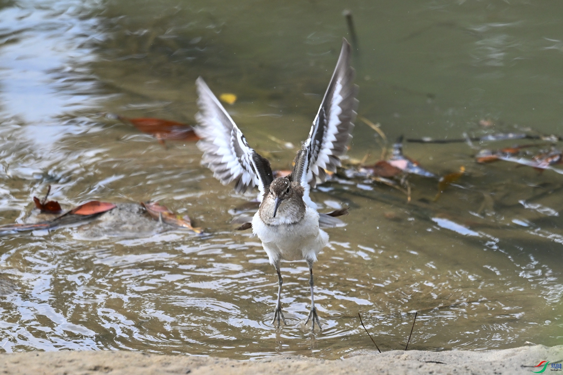 DSC_7785.JPG