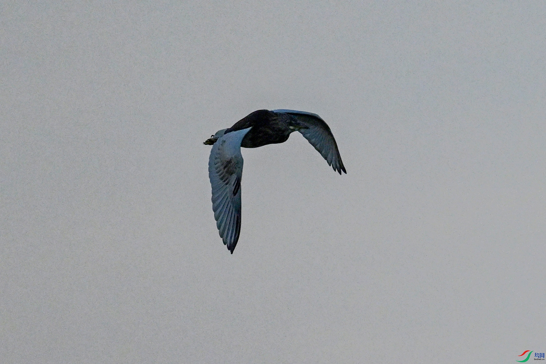 DSC_7737.JPG