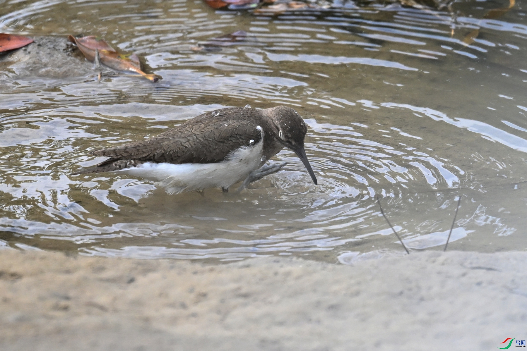 DSC_7770.JPG