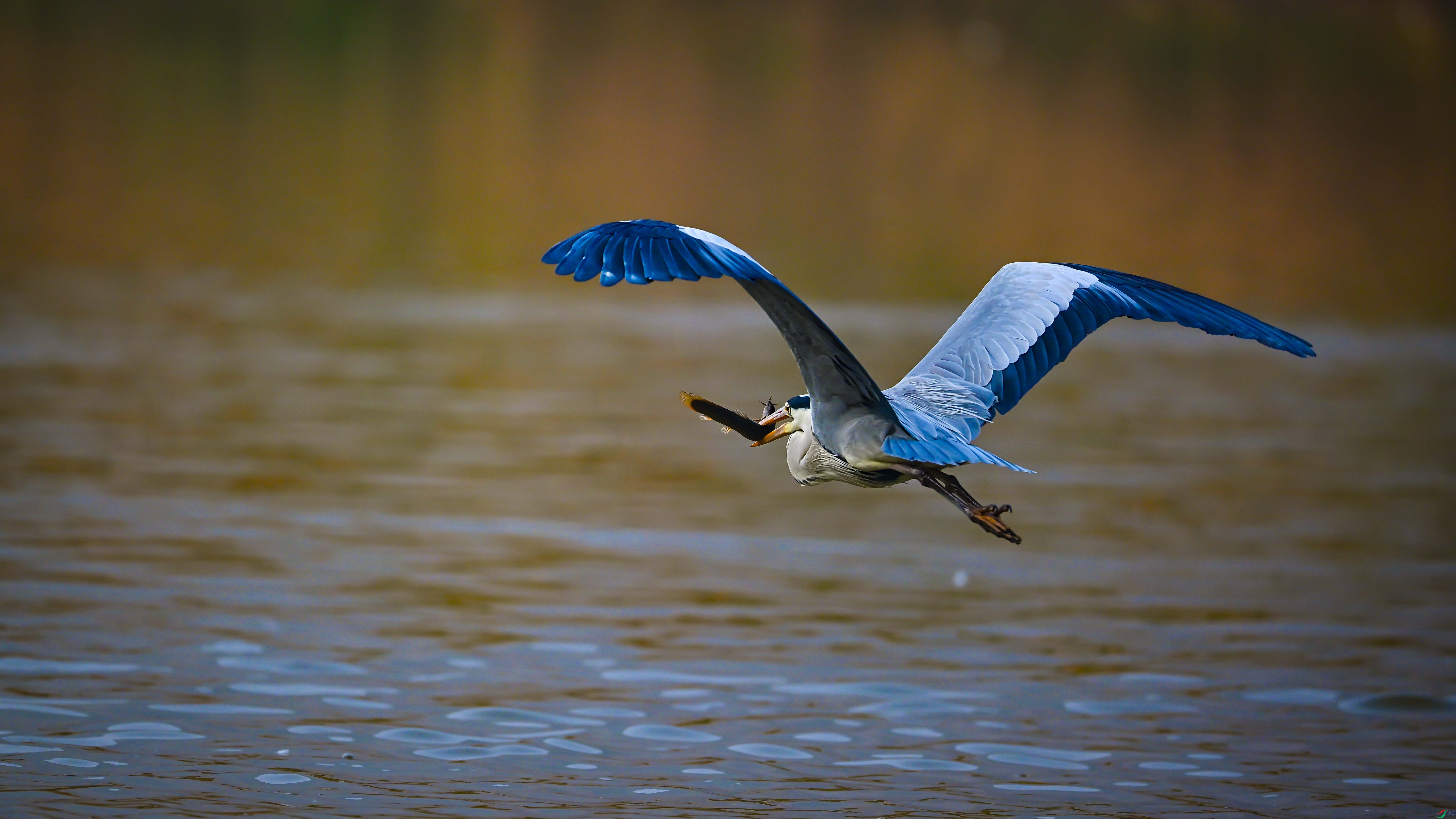 DSC_0233A.jpg