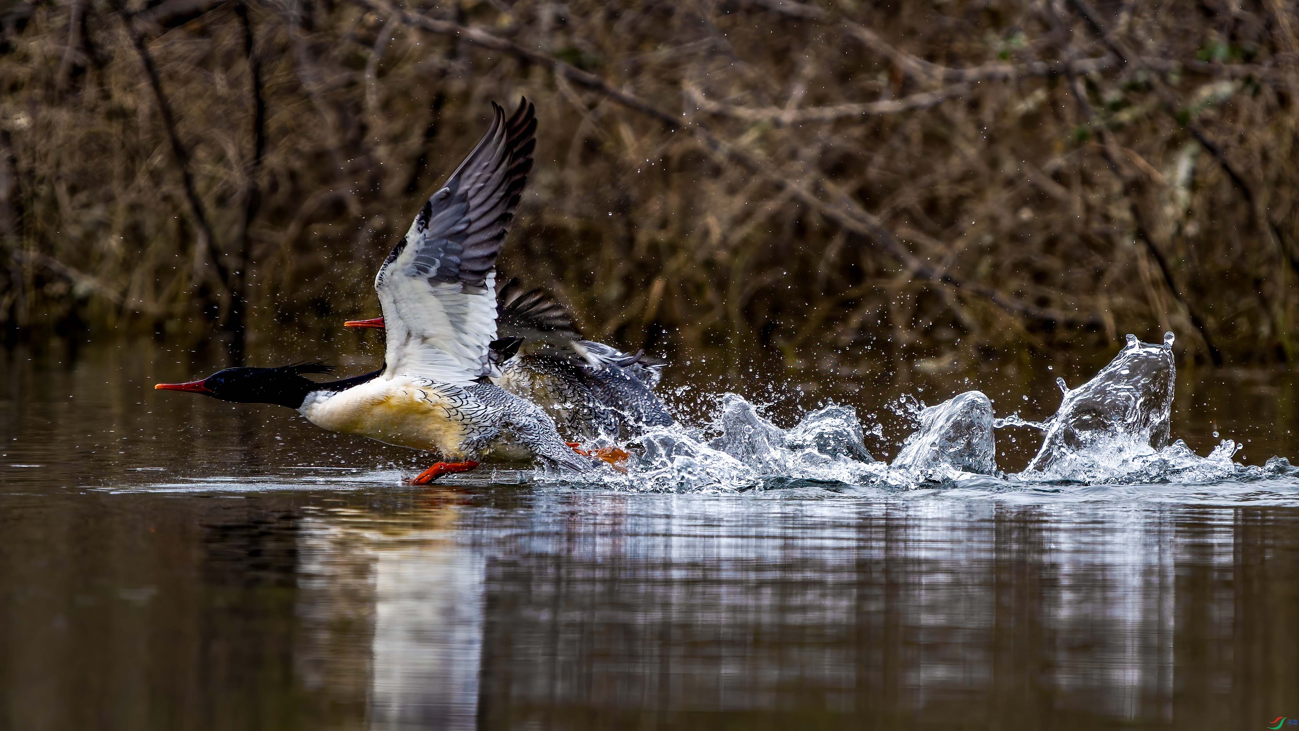 PC273911-DxO_DeepPRIME XD2s.jpg