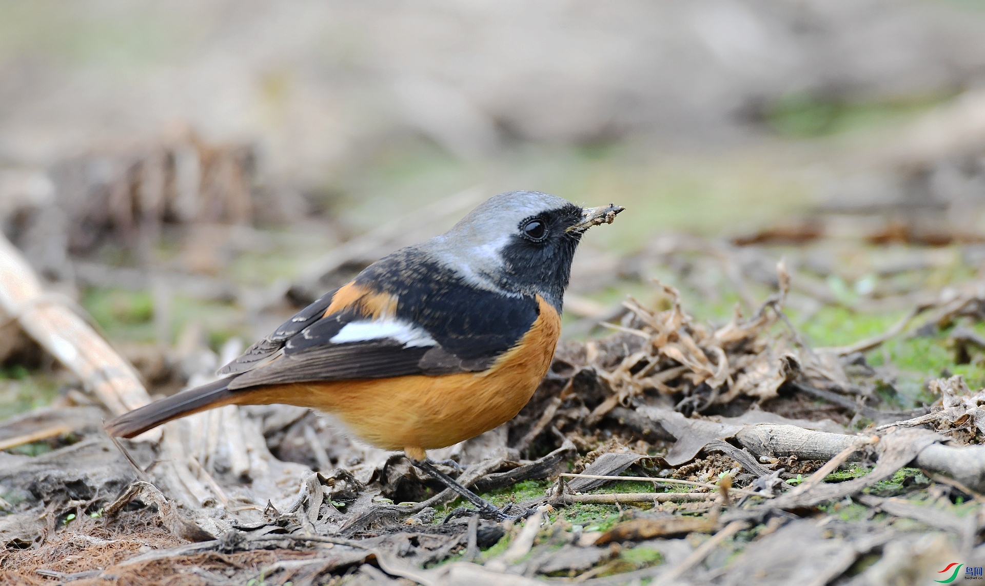 DSC_8100.jpg