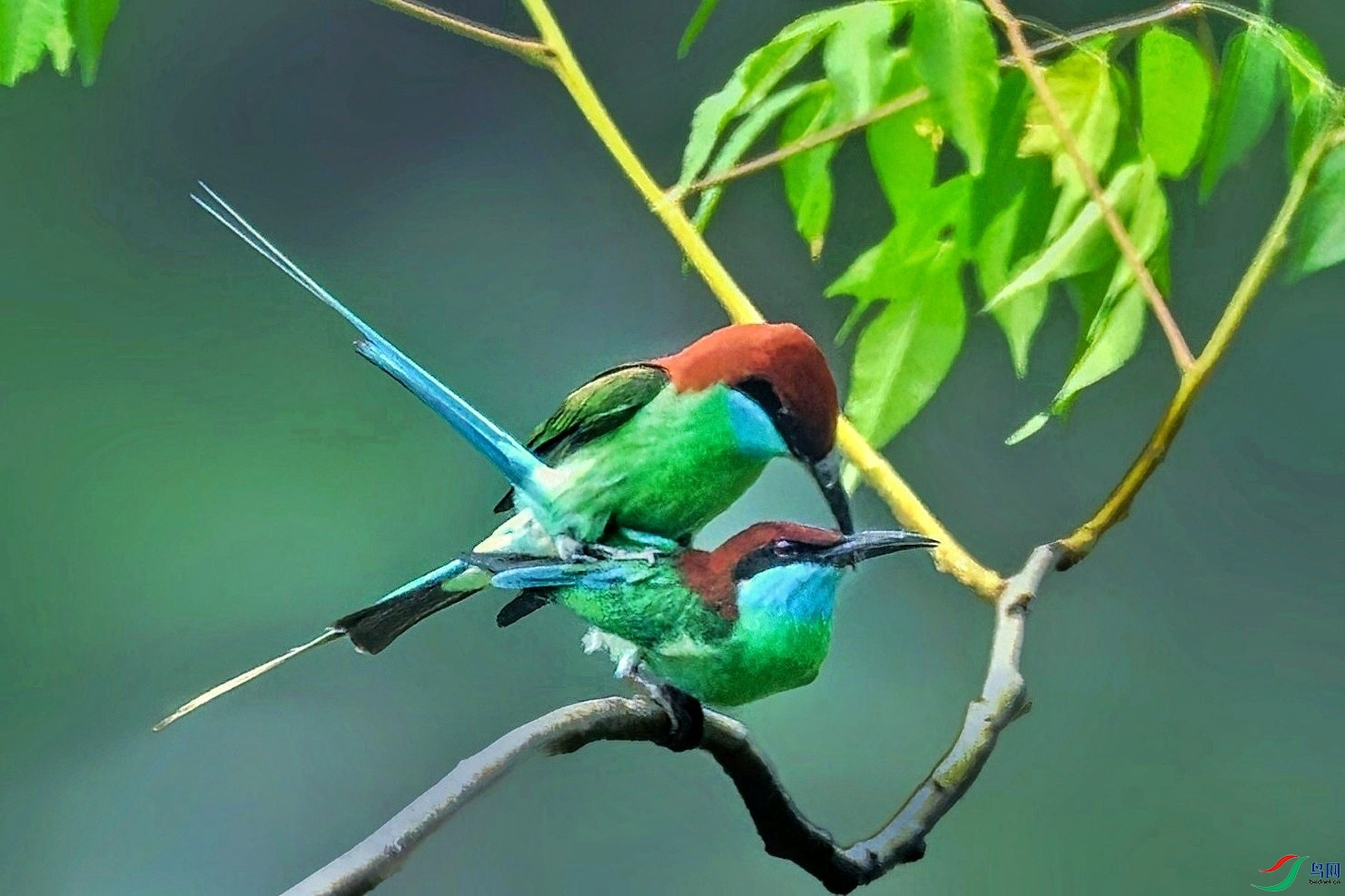 �����仢�ȱ�