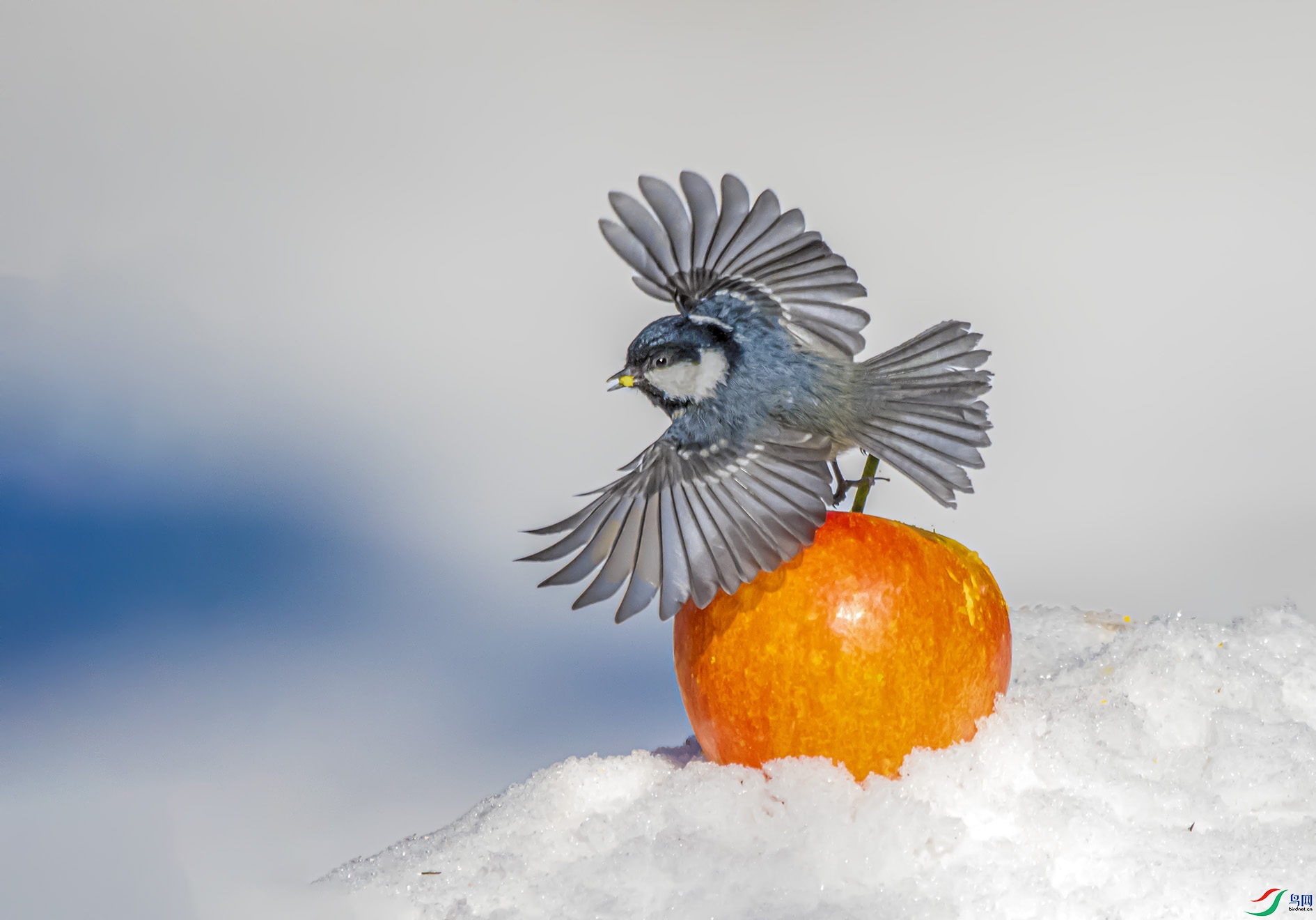 DSC_7372 ����.jpg