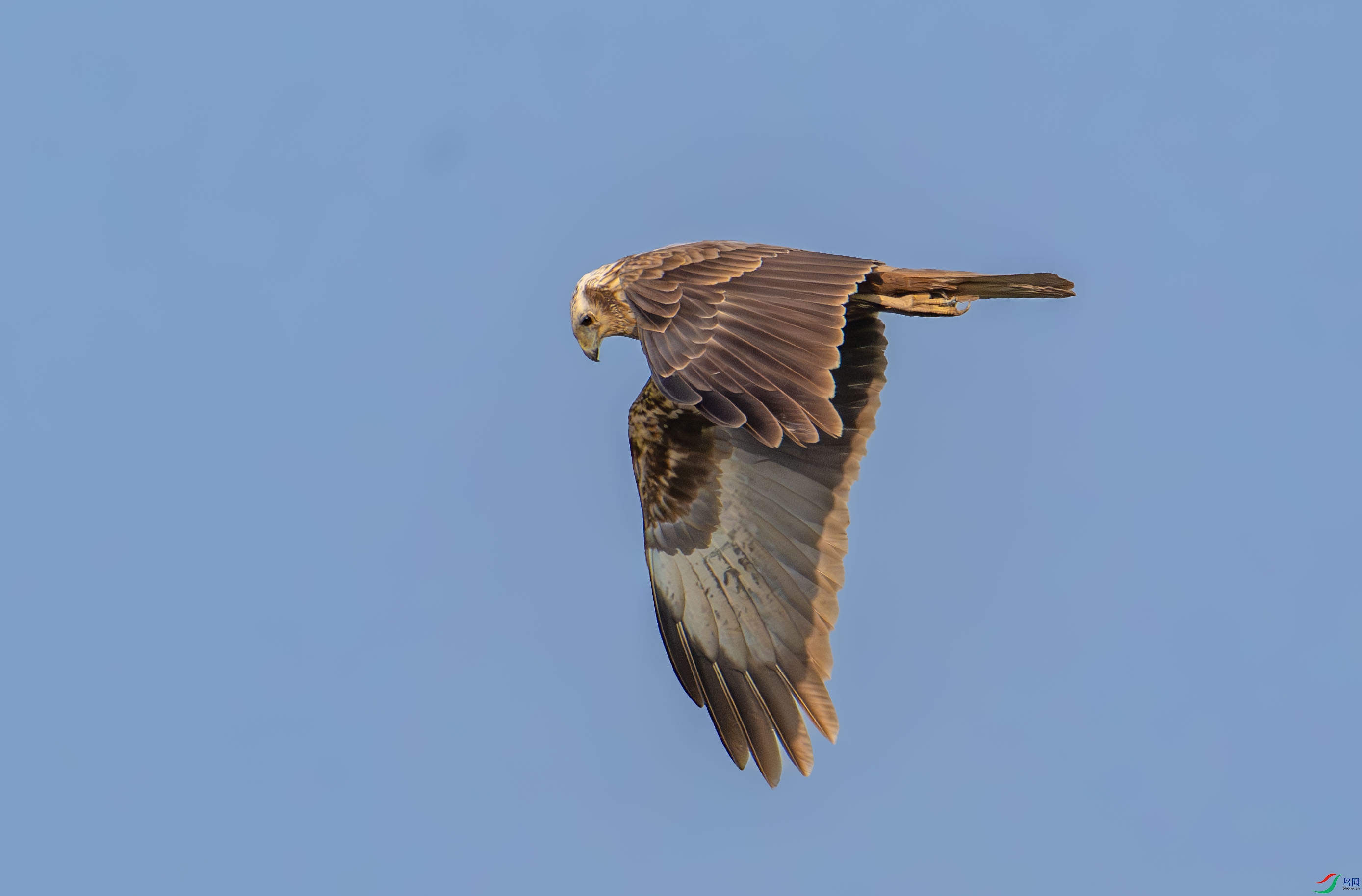 DSC_2555_1.jpg