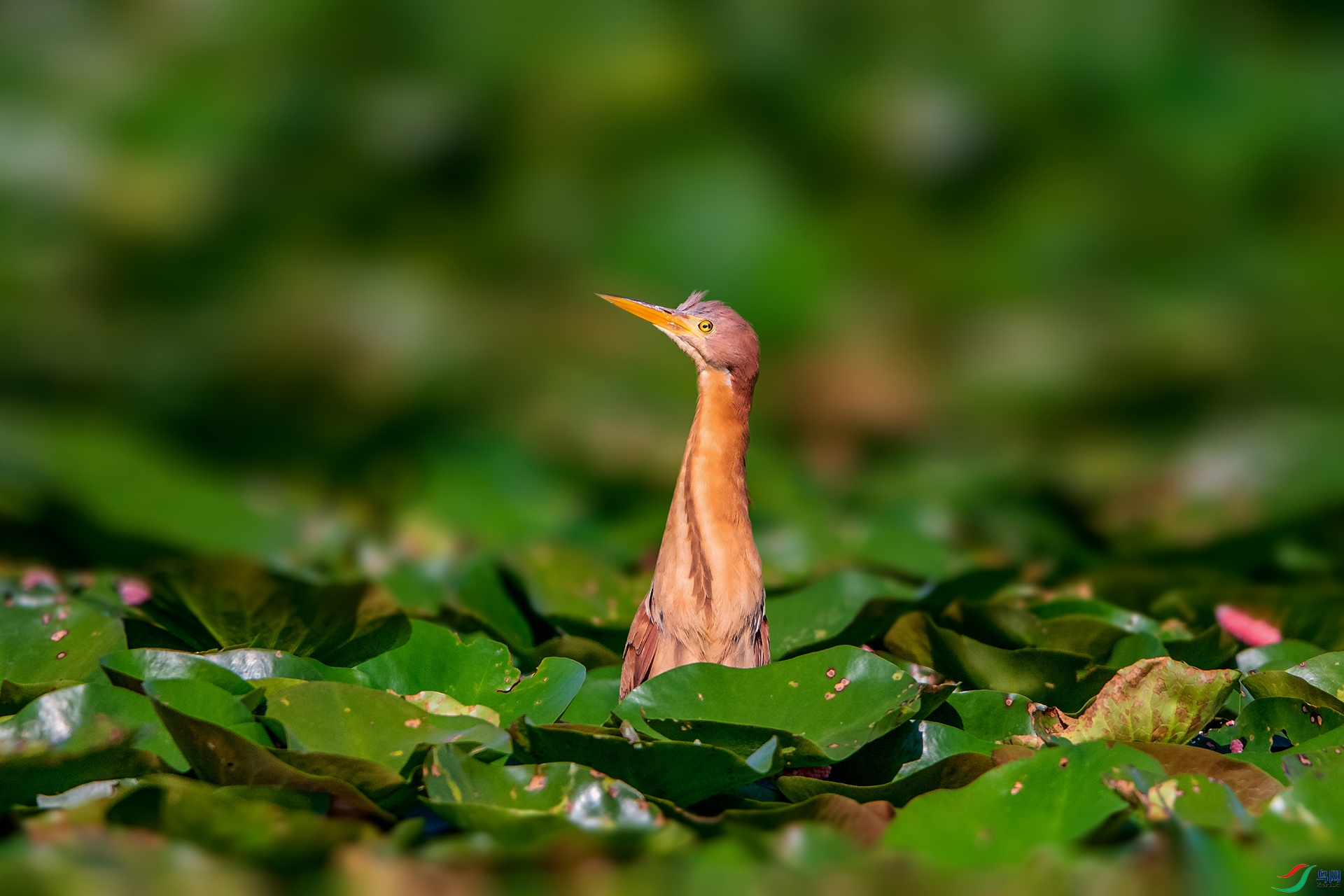_AUU9433��έ�Z(24.8.14).jpg