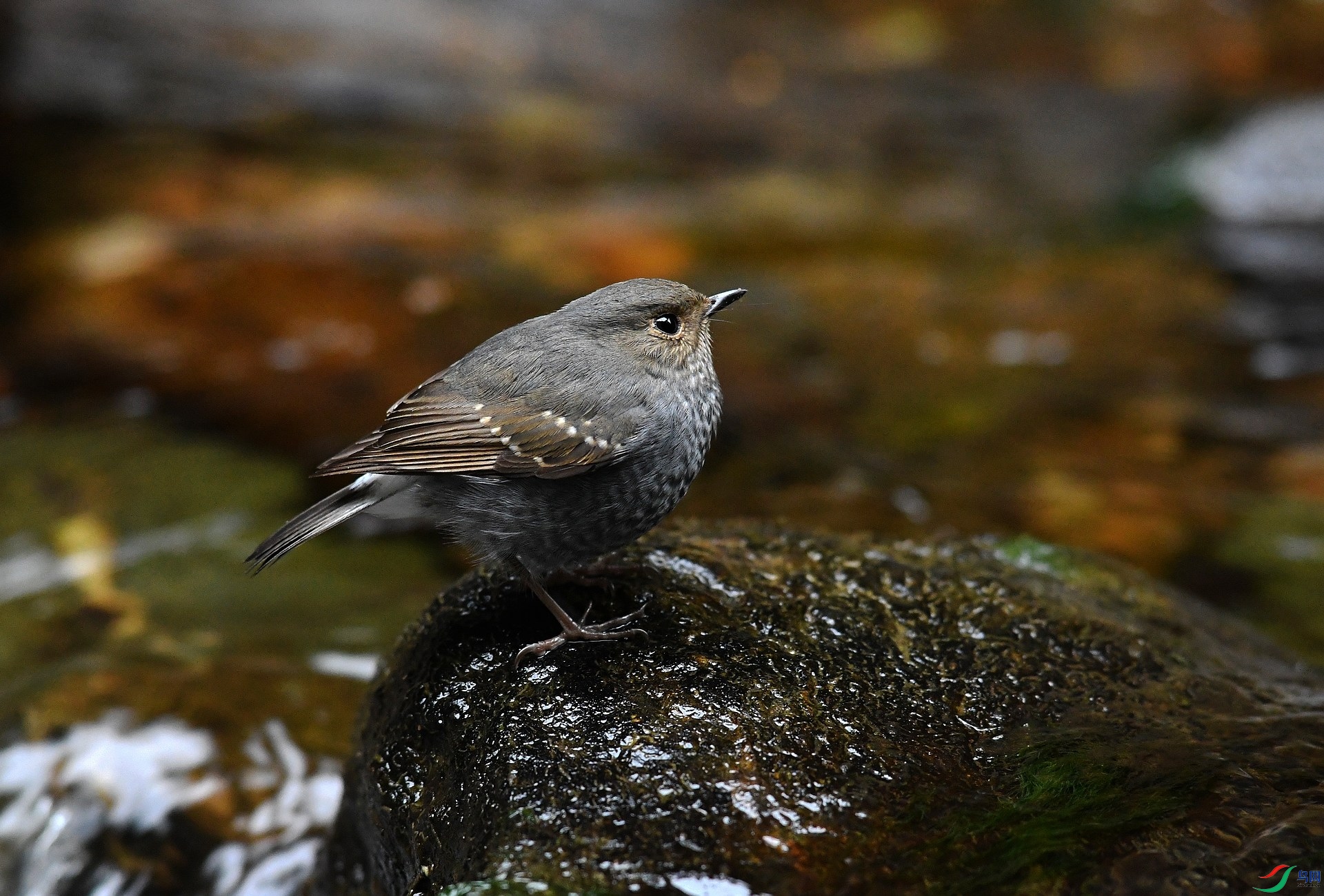 DSC_4038.jpg