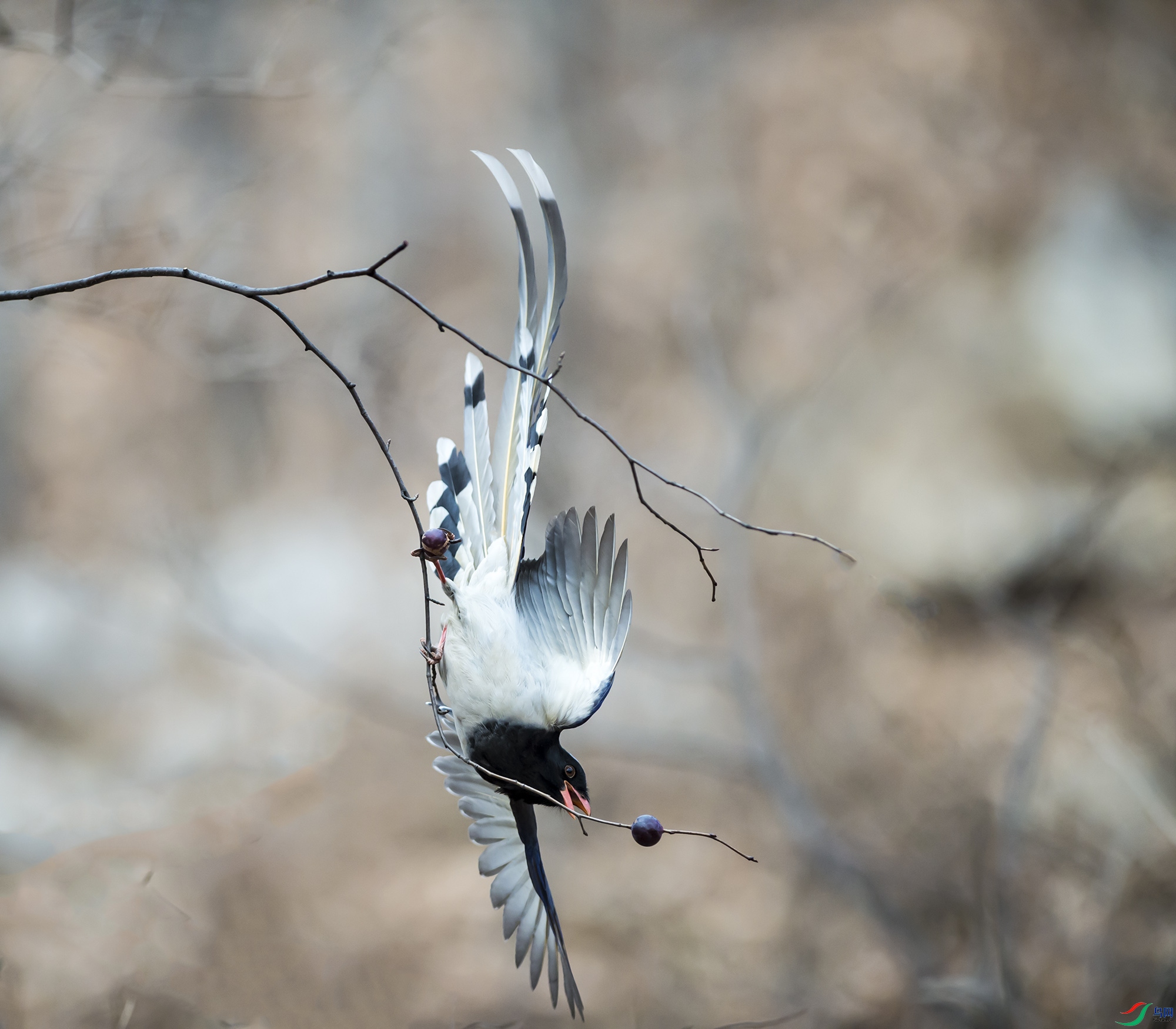 DSC_6806.jpg