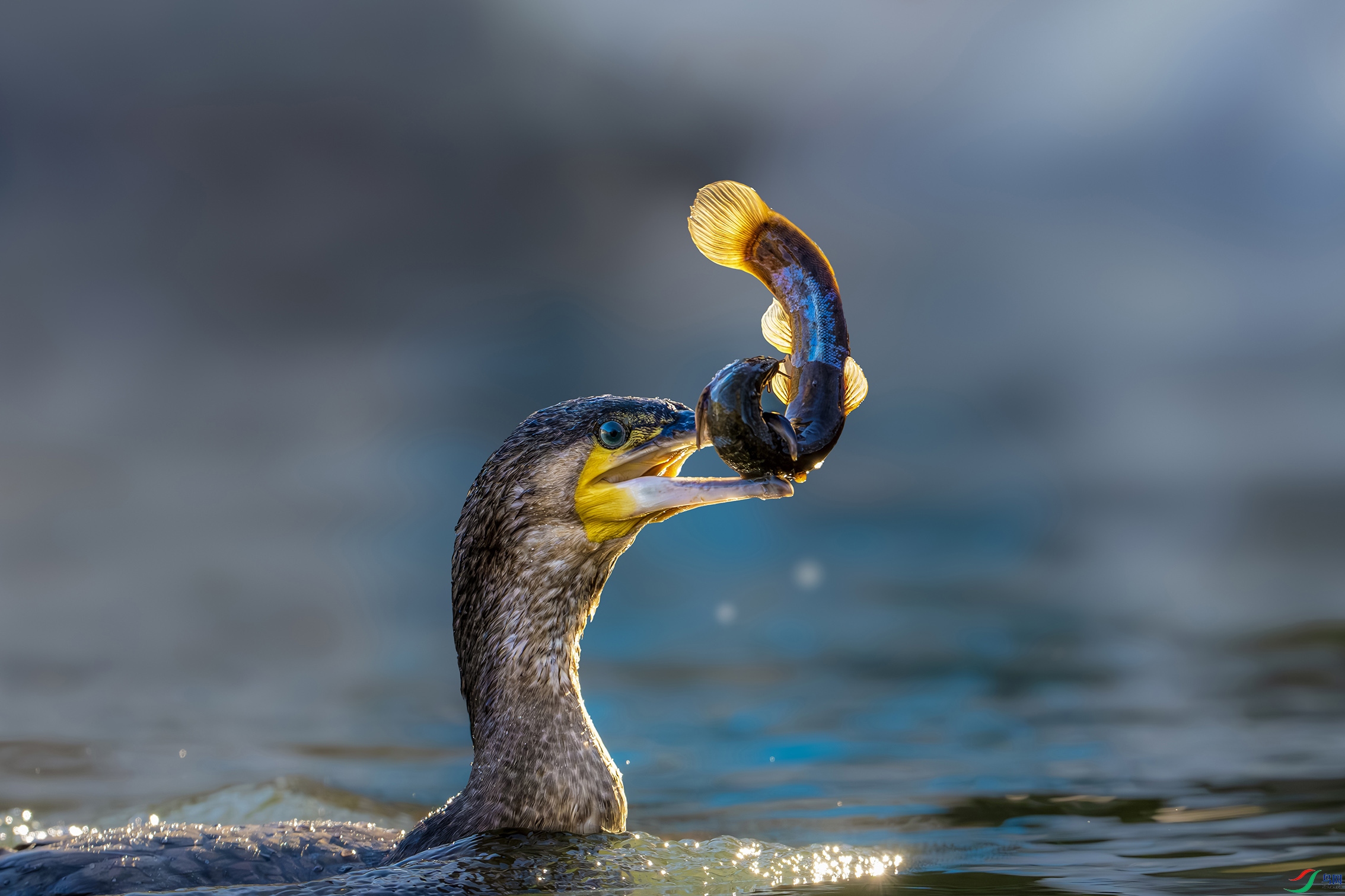 DSC09320-����ǿ-NR ����.jpg