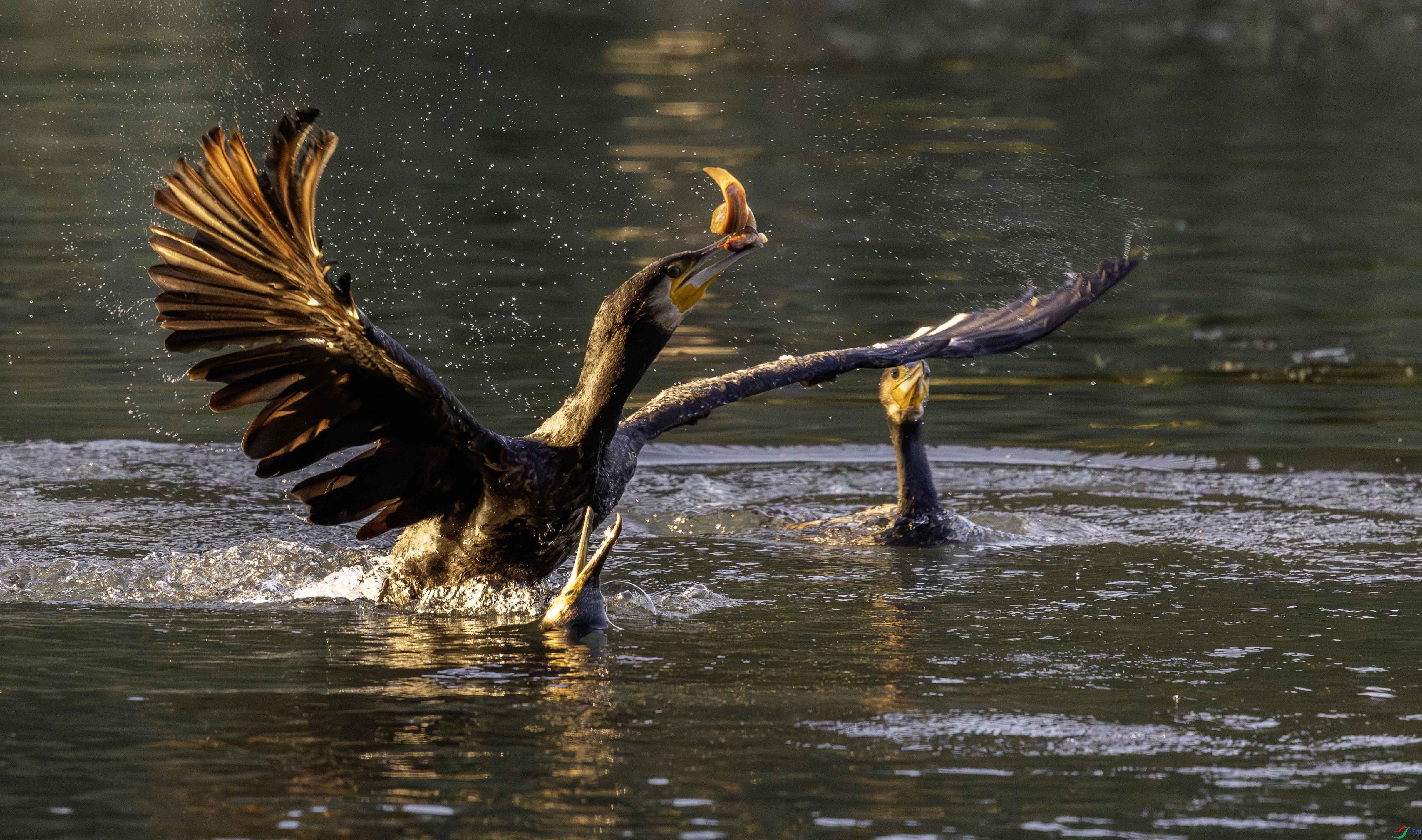 5N2A5942-1 ����.jpg