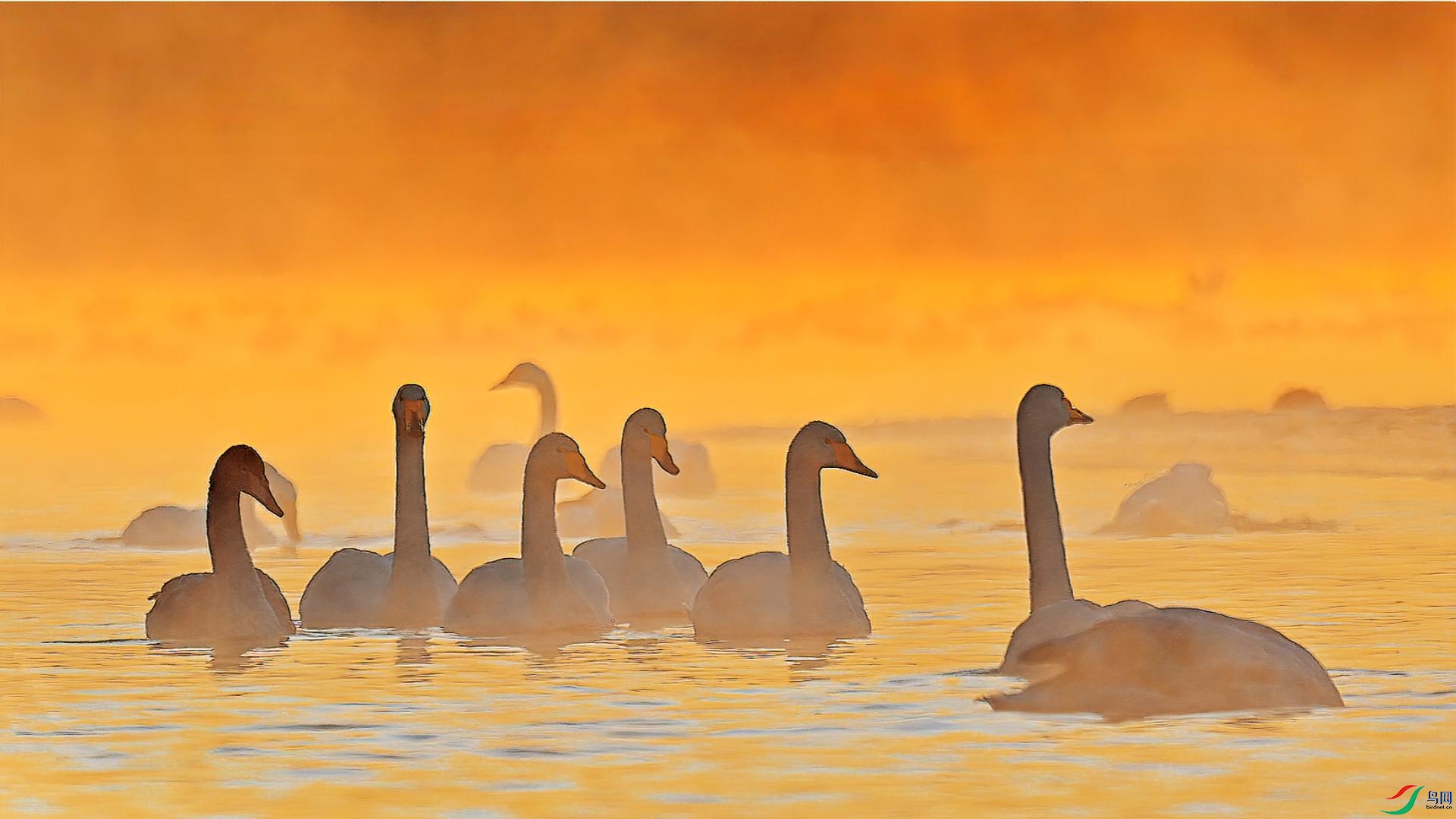 ���ǽ�ӡ����֯��