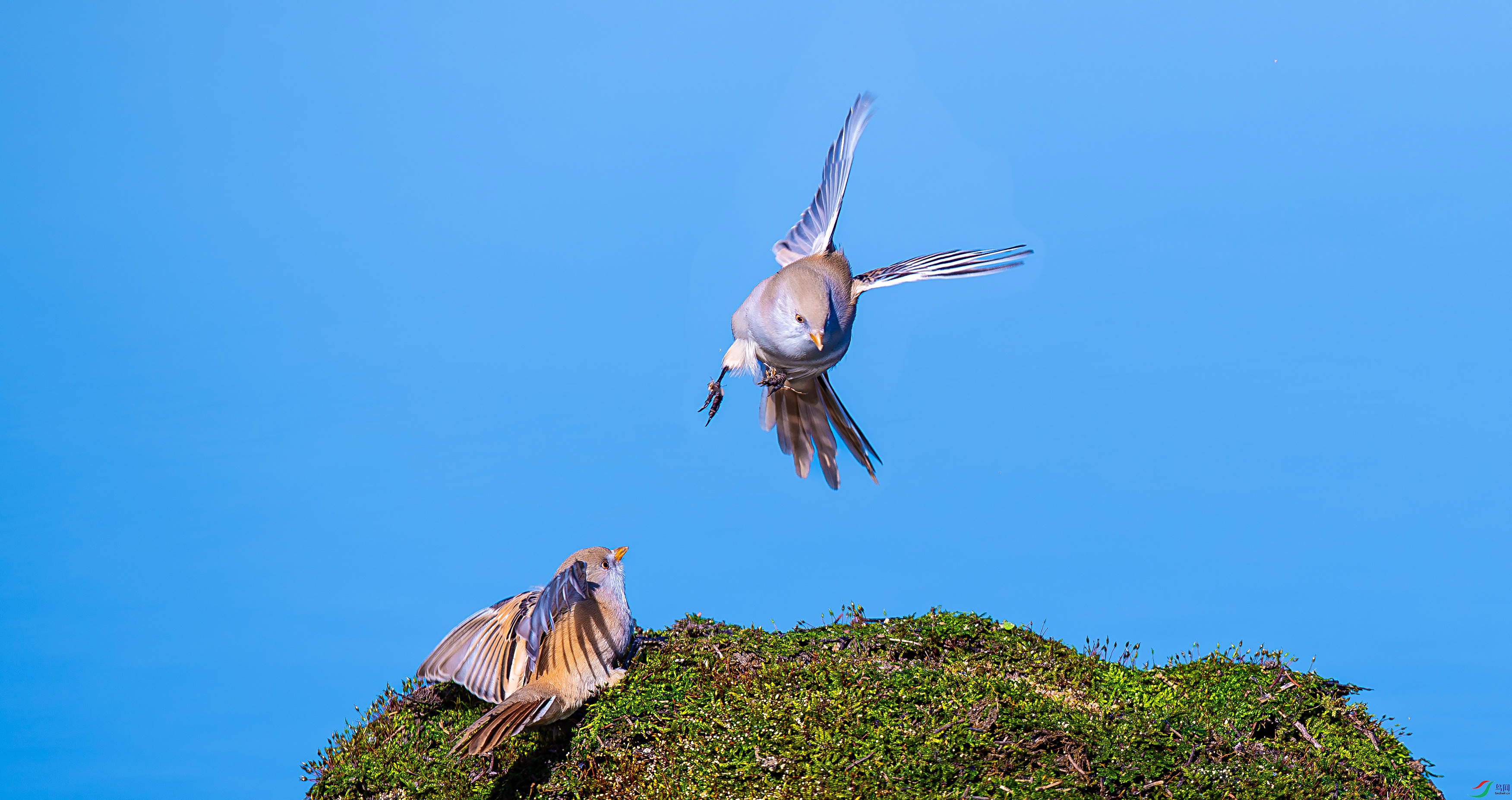 _DSC4534==1w.jpg