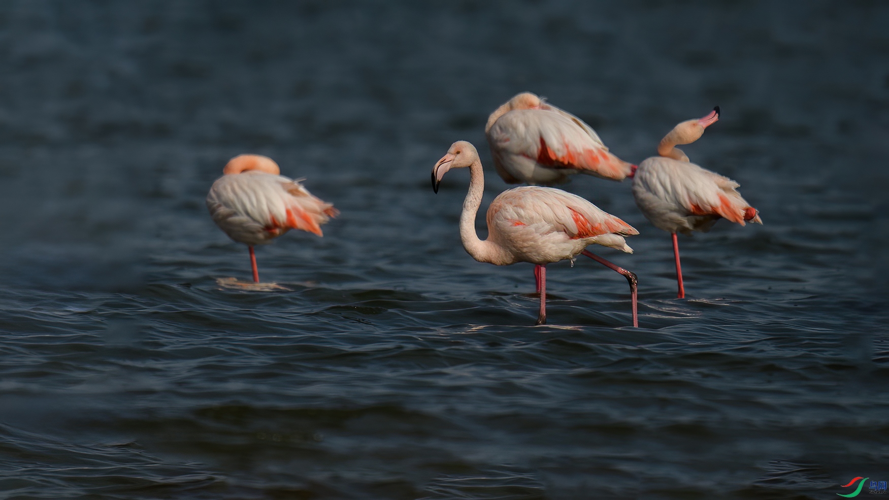 DSC_9443-20250201�� .jpg