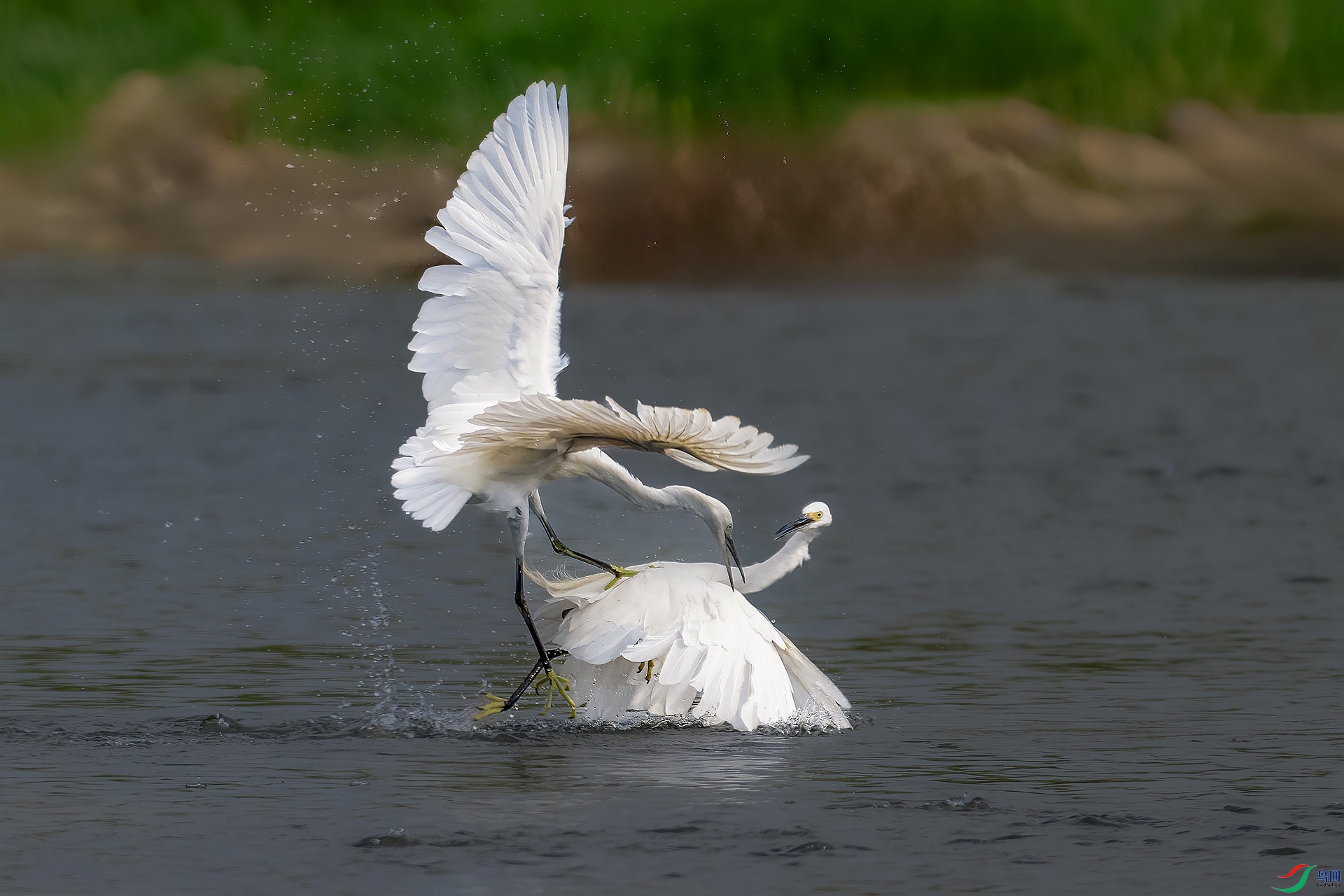 DSC_0439_����v.jpg