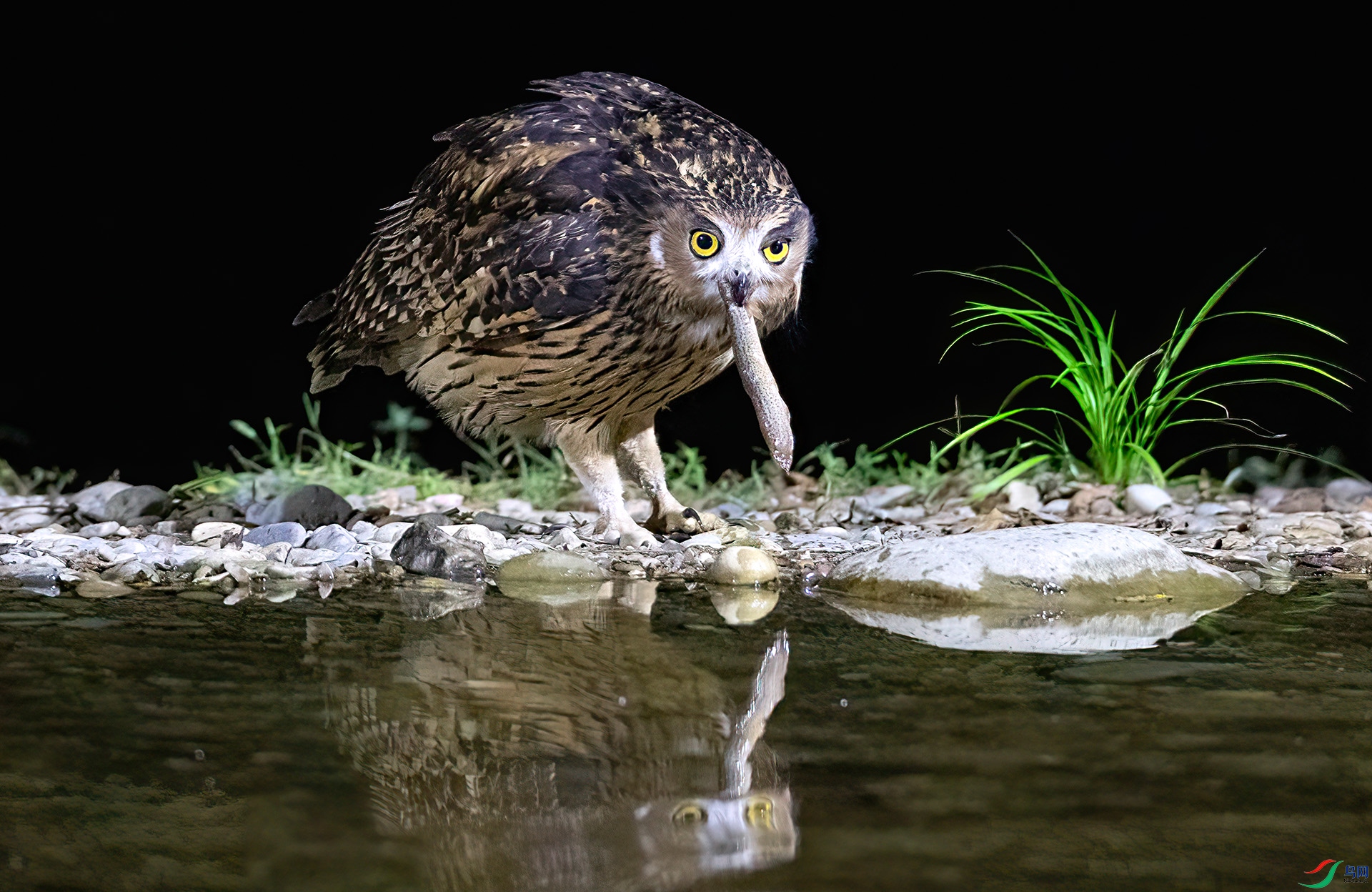 �ƽ��~�^AS7I5295 ����-Sh----11  .jpg