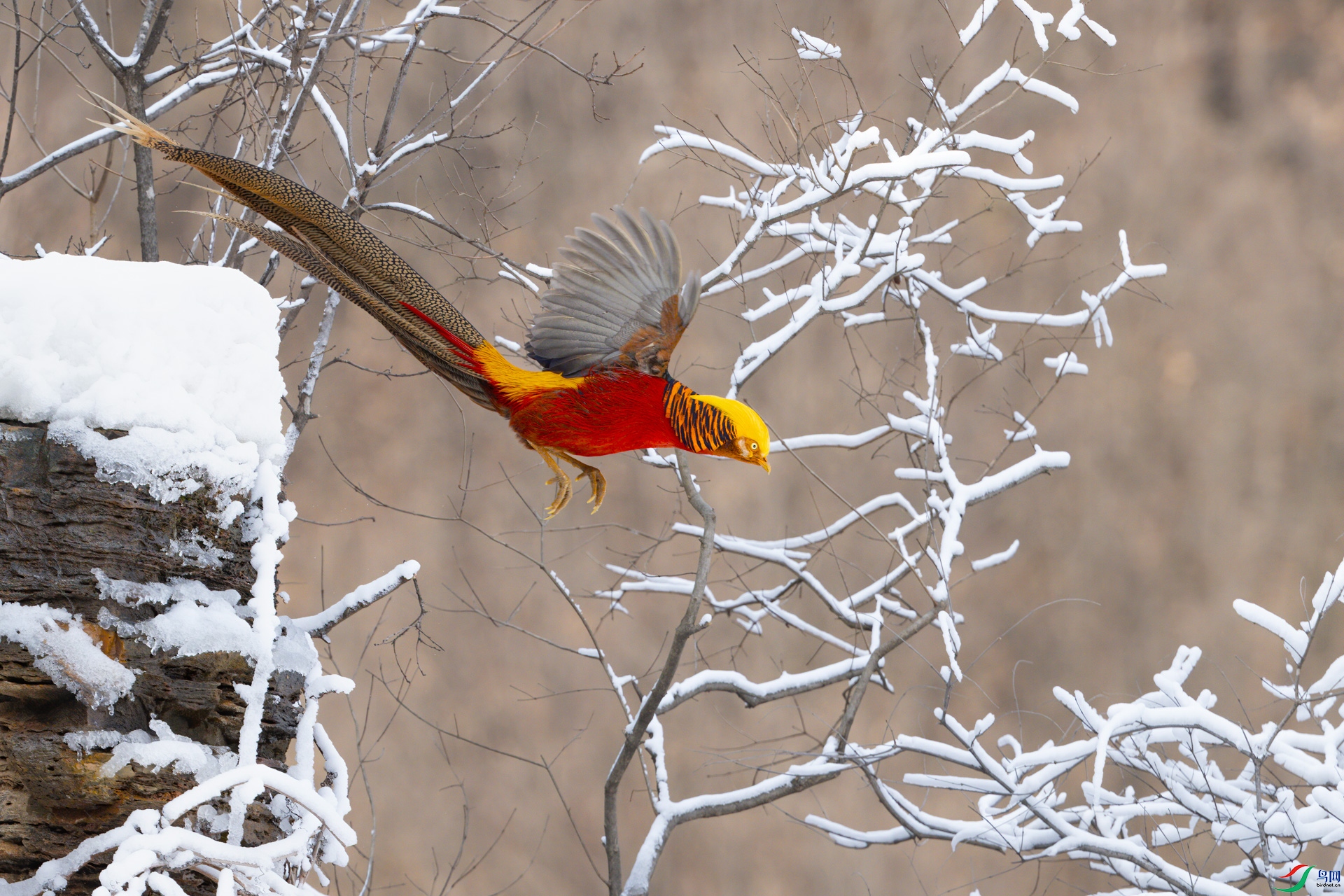 DSC_2731sen2025-1-9-41-�༭.jpg