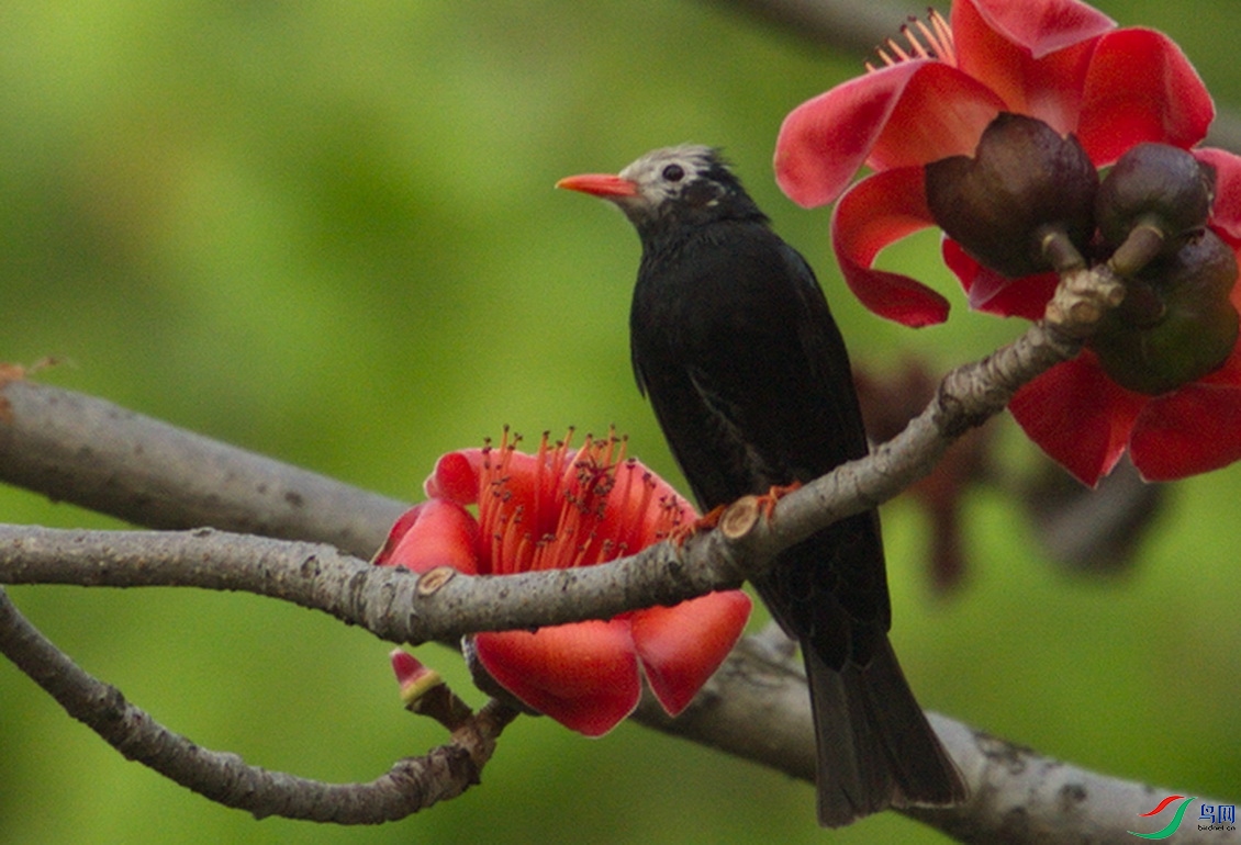 _DSC0000 (10).tifbv_������С.jpg