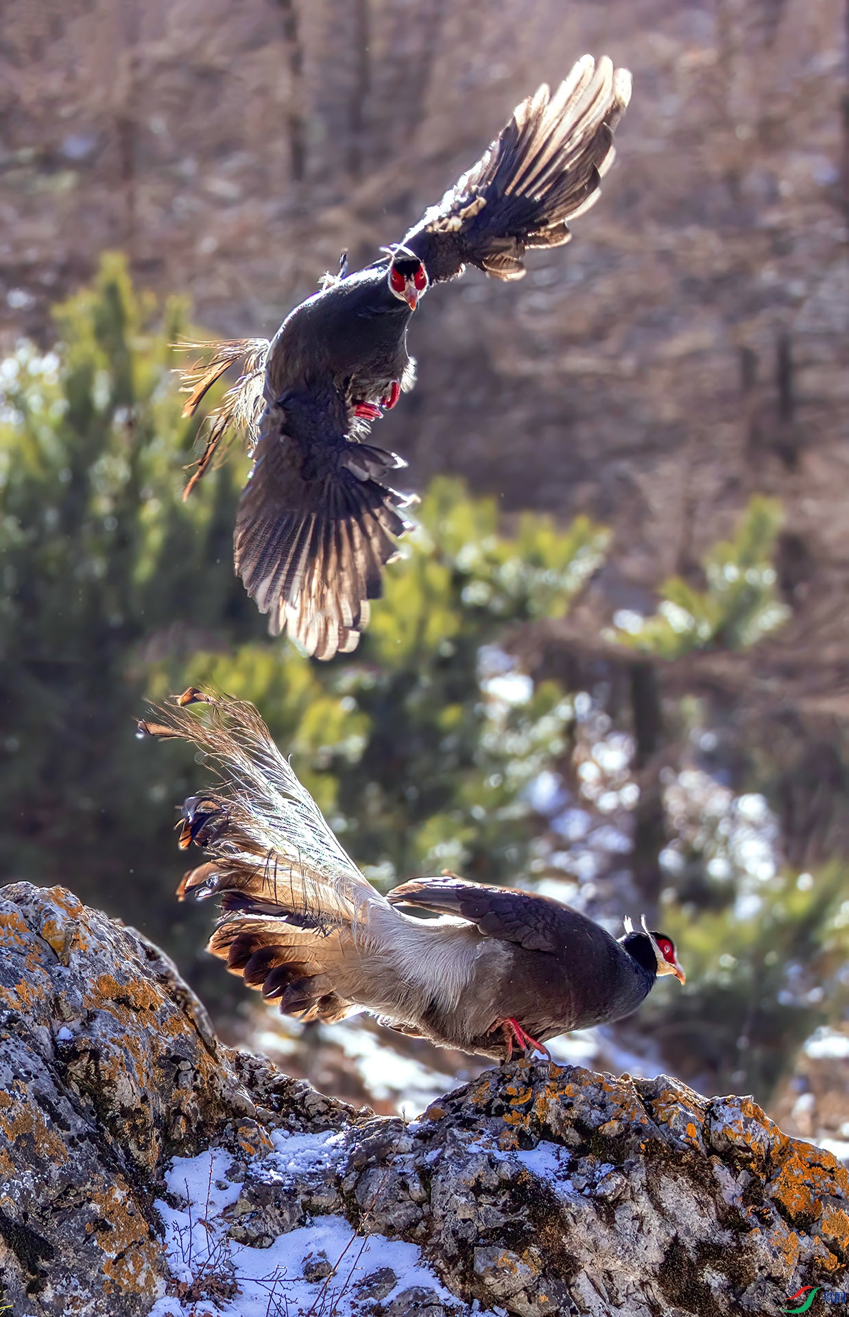 _07A2173 ����-Sh----1 .jpg