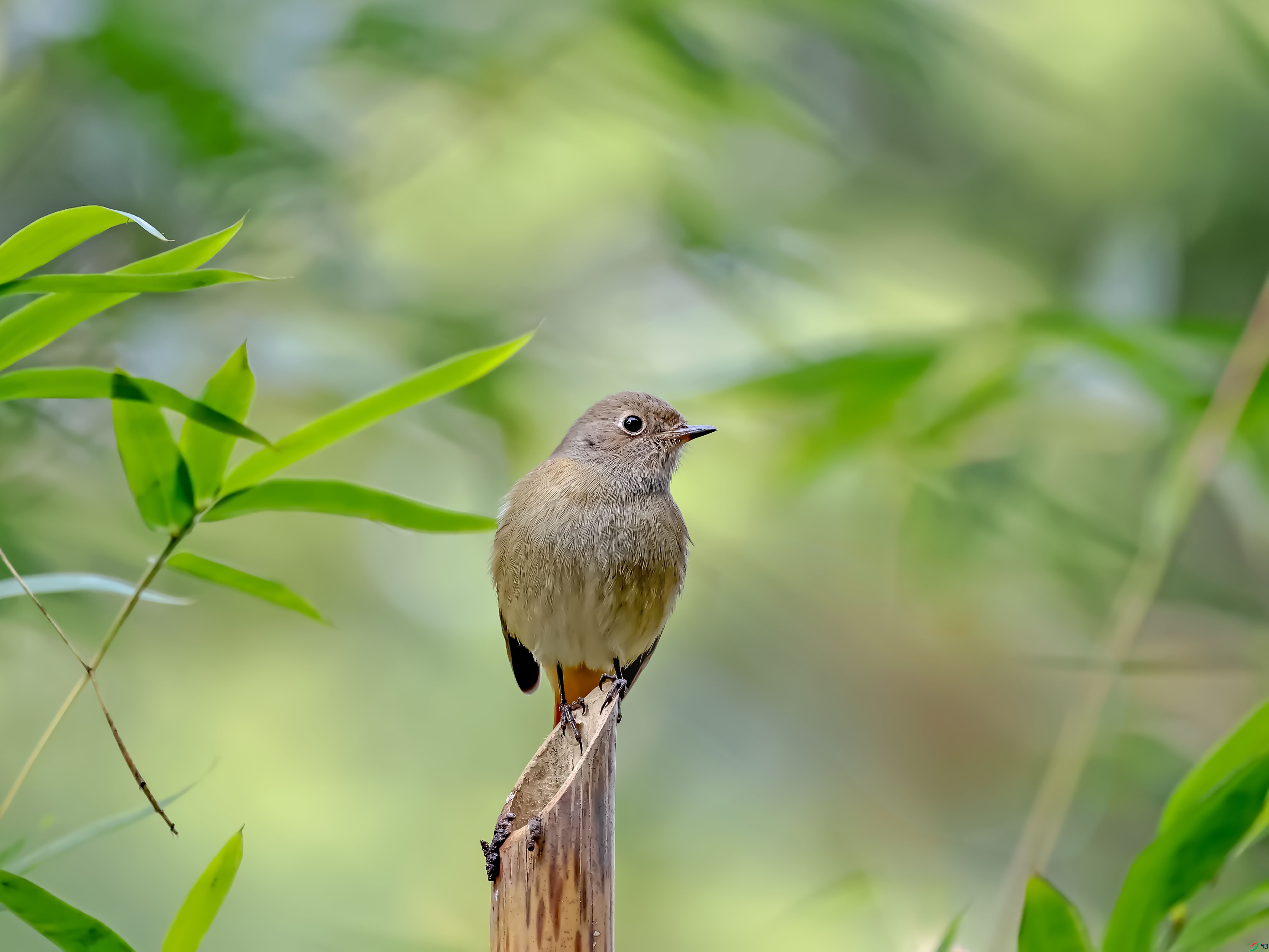 2J9A9121-fa.jpg