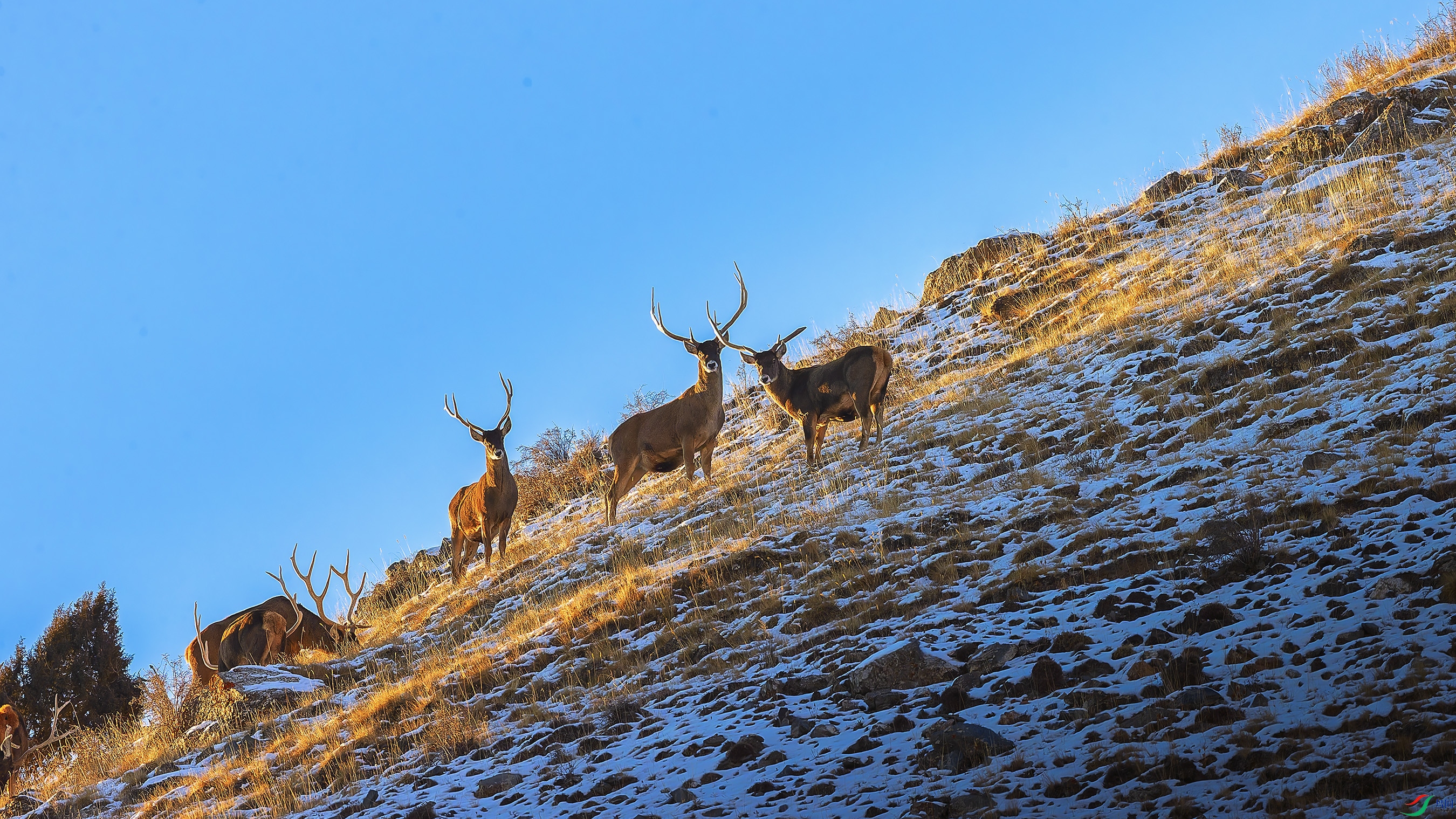 ��ѩɽ�ϵİ״�¹��