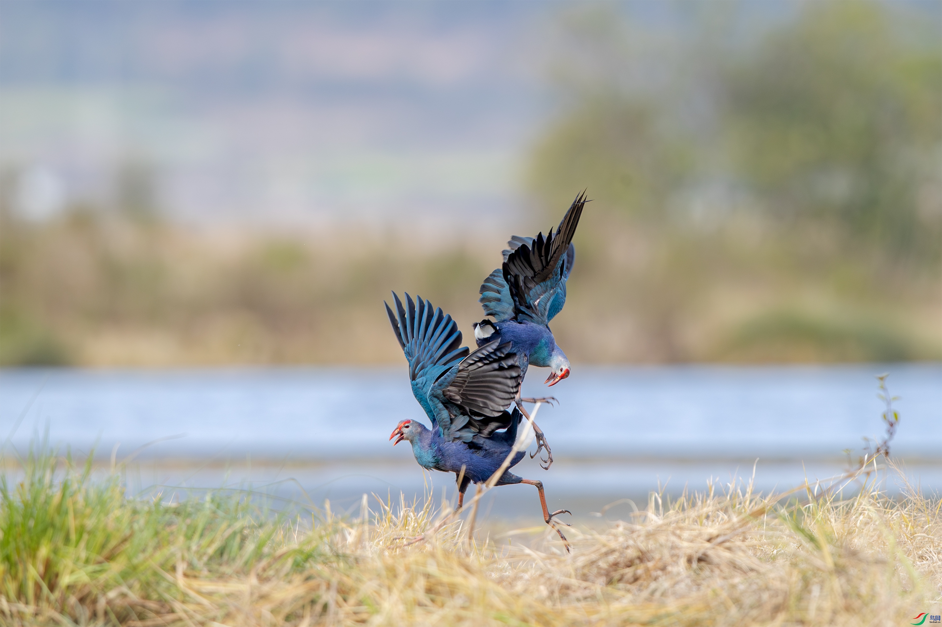 A15I1033 ����.jpg