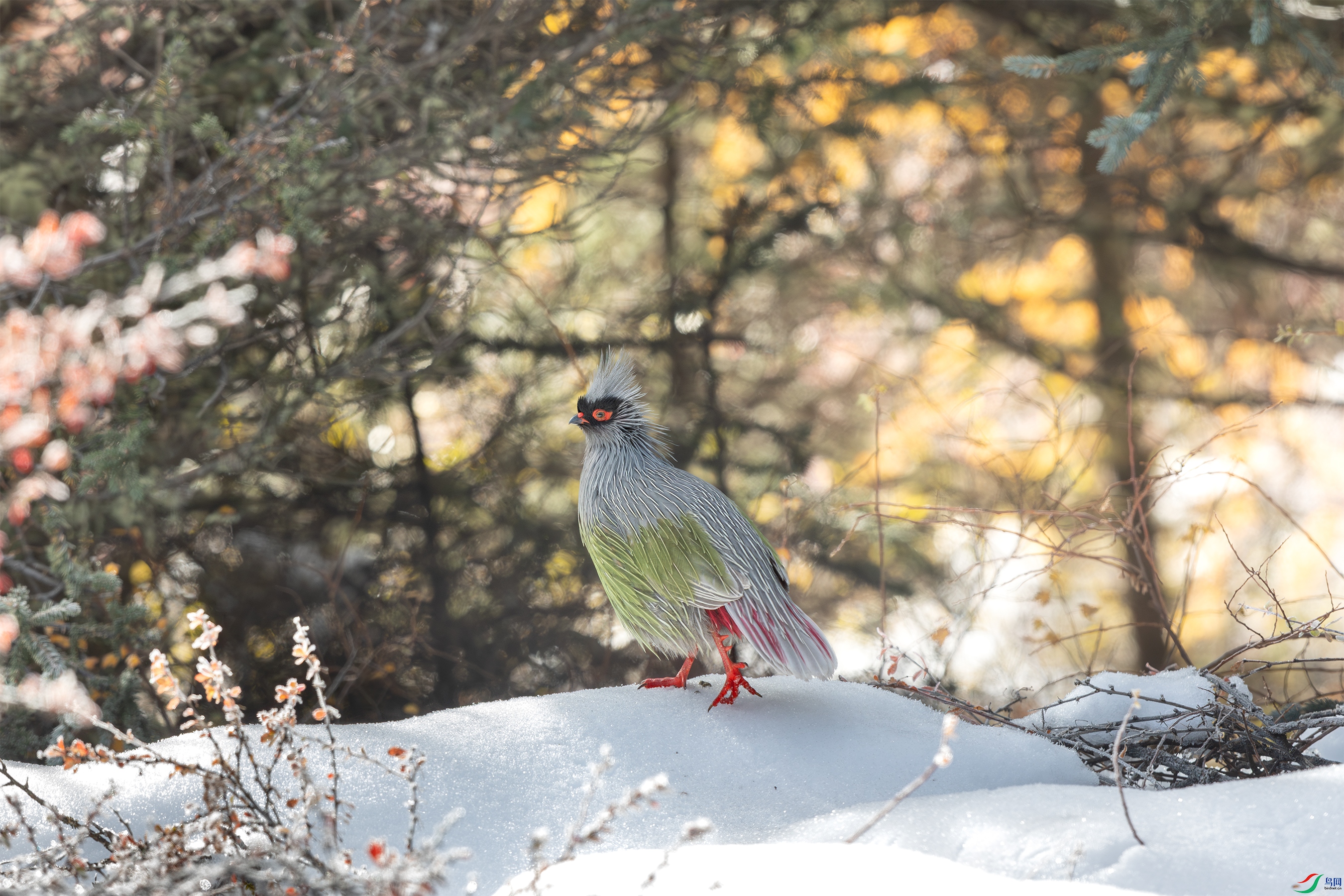 063A8231 ����.jpg